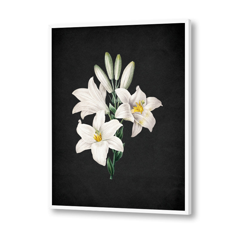 Noir Bloom 6