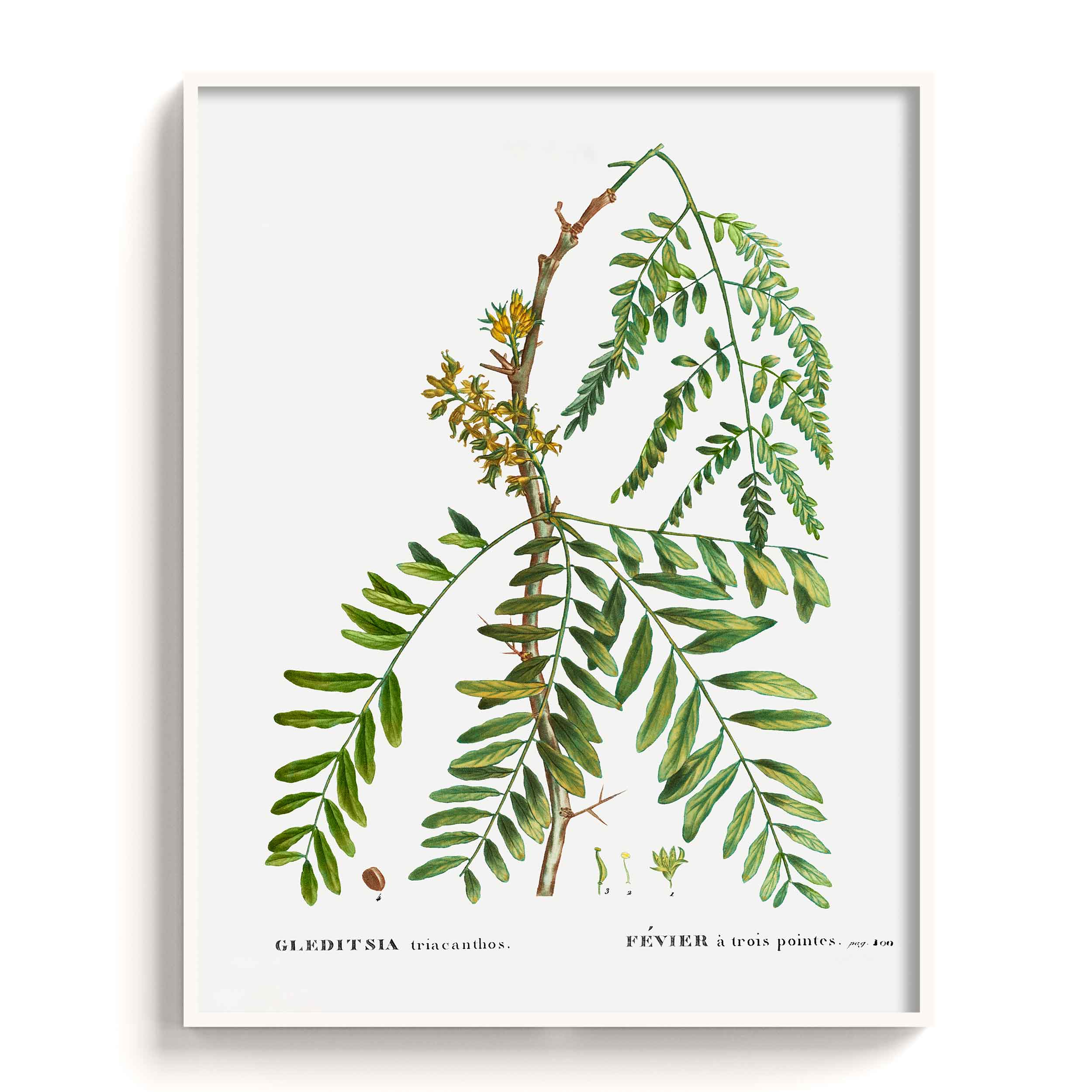 Botanicals