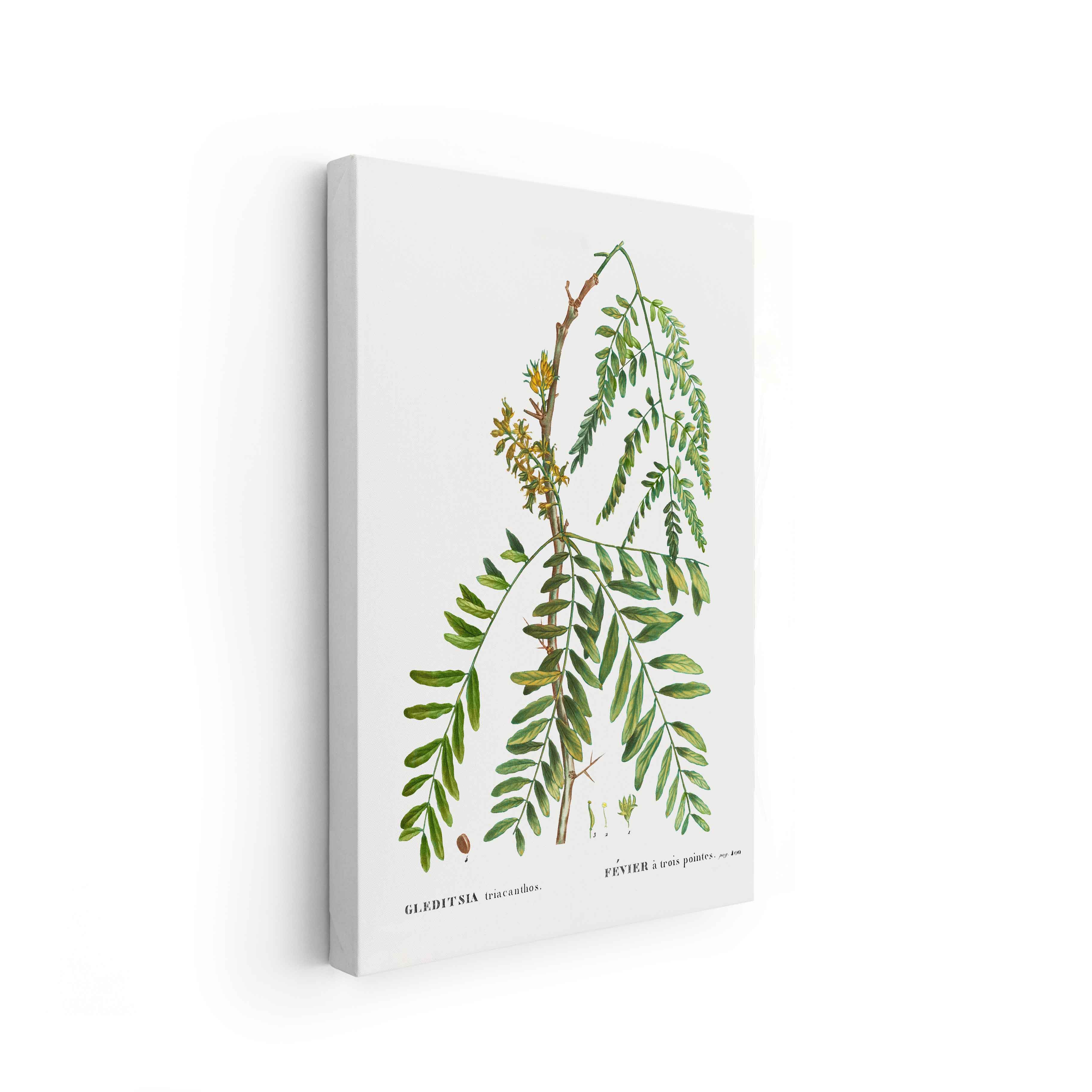 Botanicals