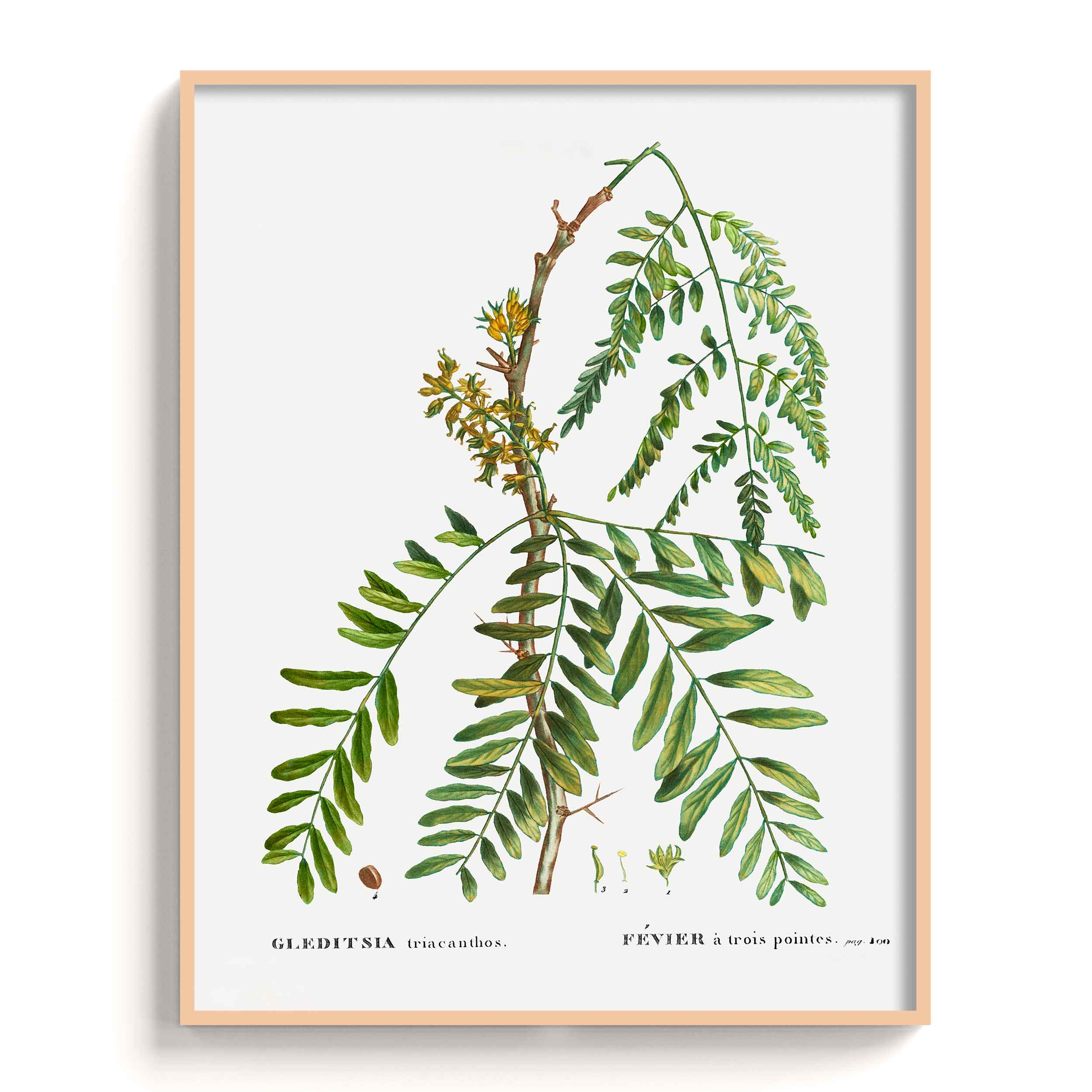 Botanicals
