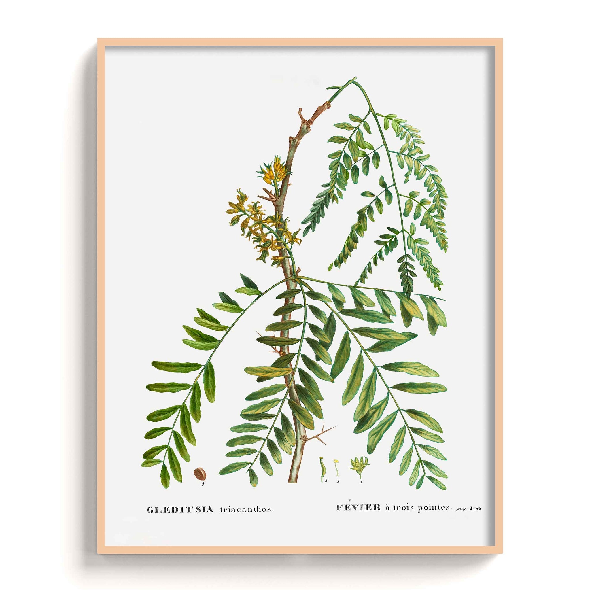 Botanicals