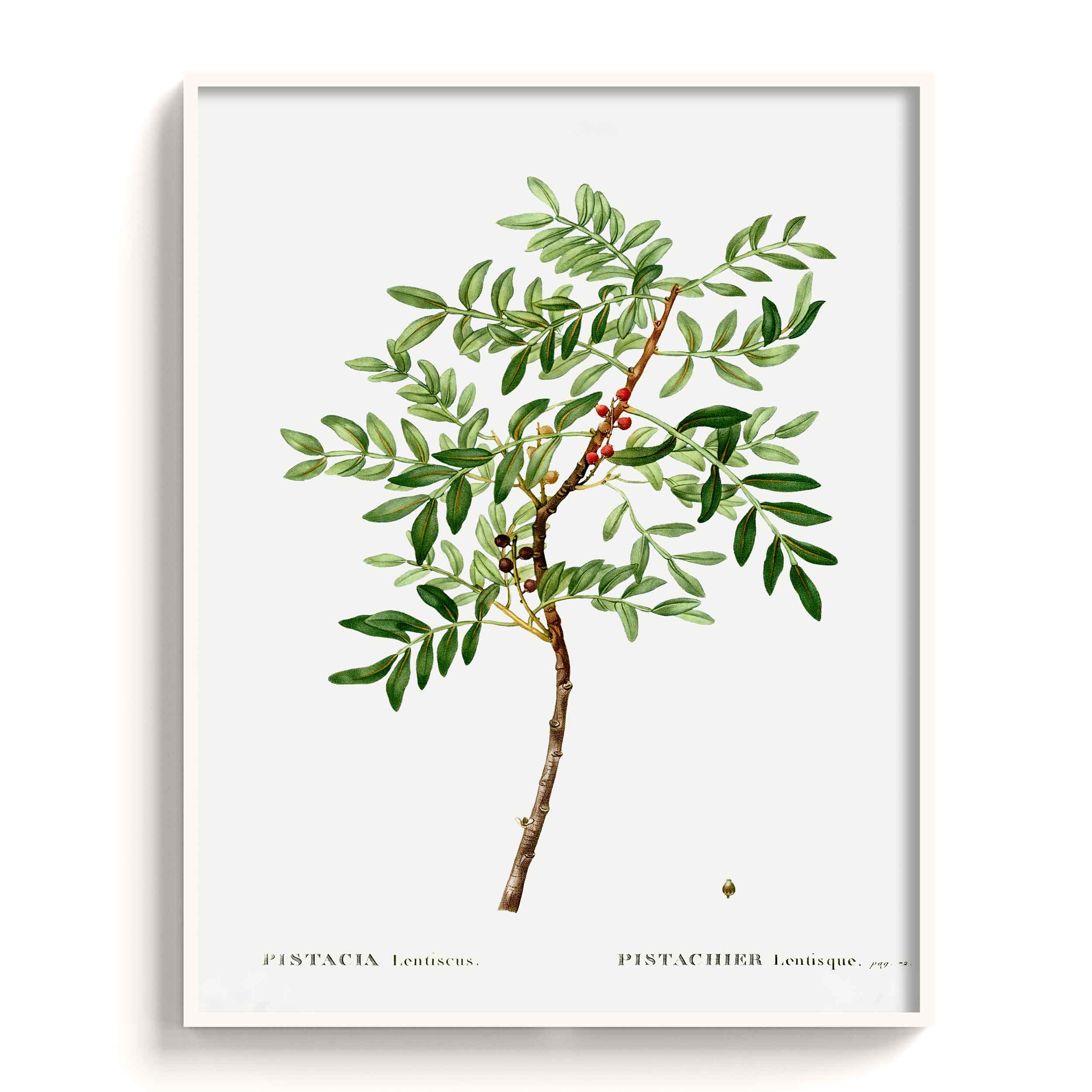 Botanicals