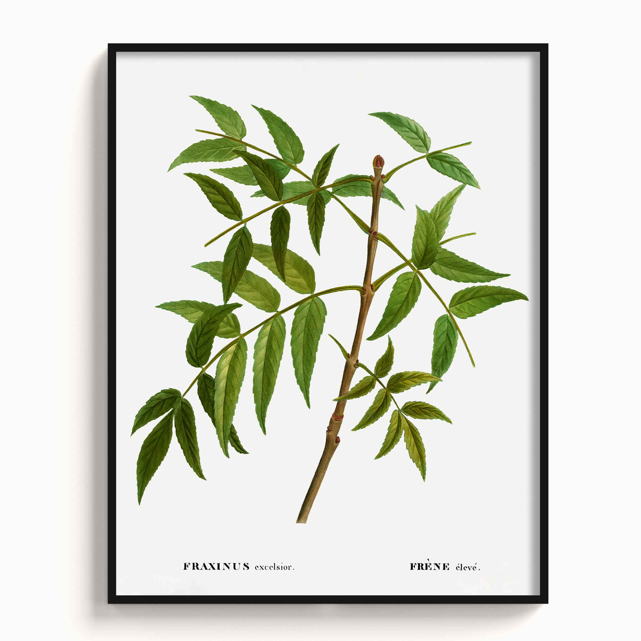 Botanicals