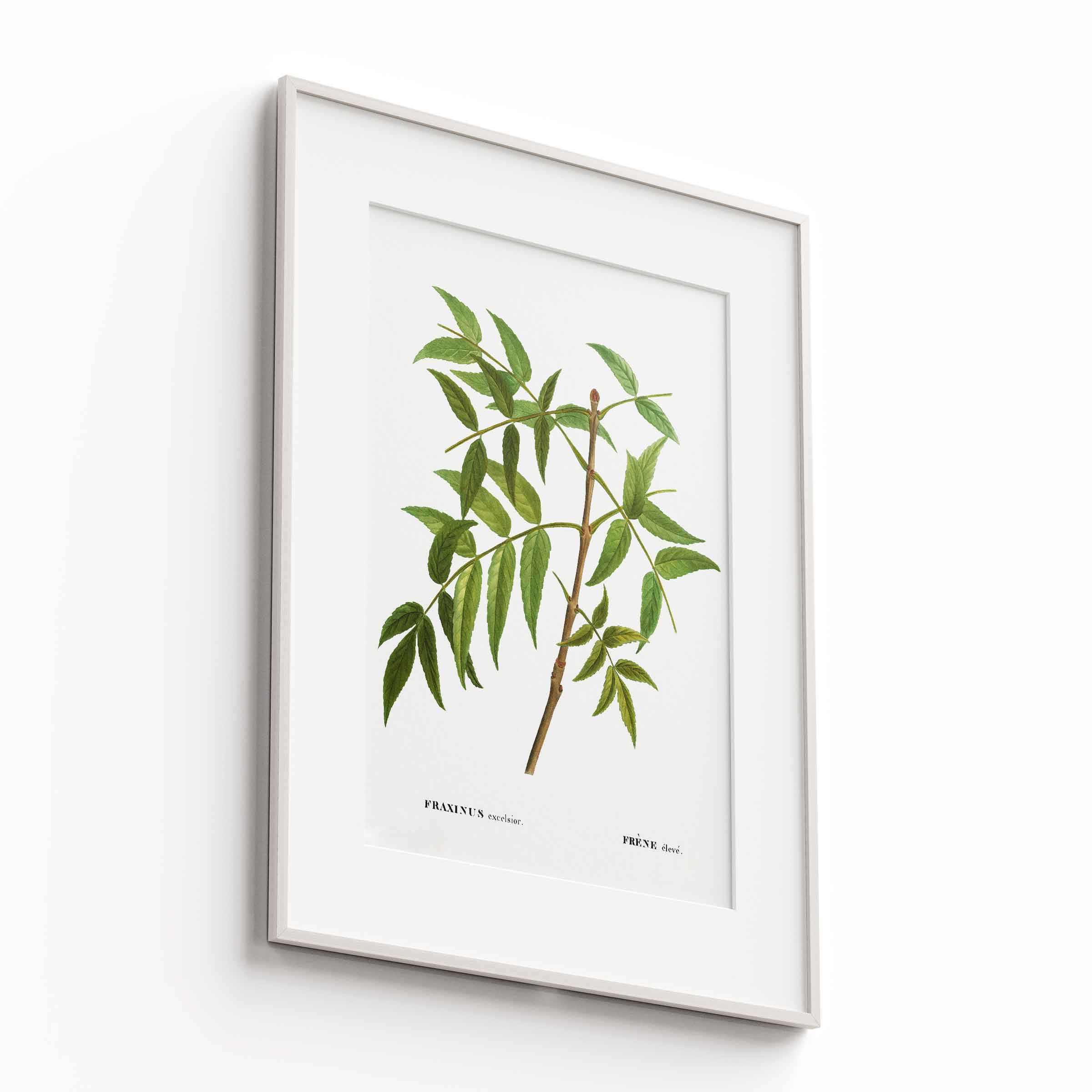Botanicals
