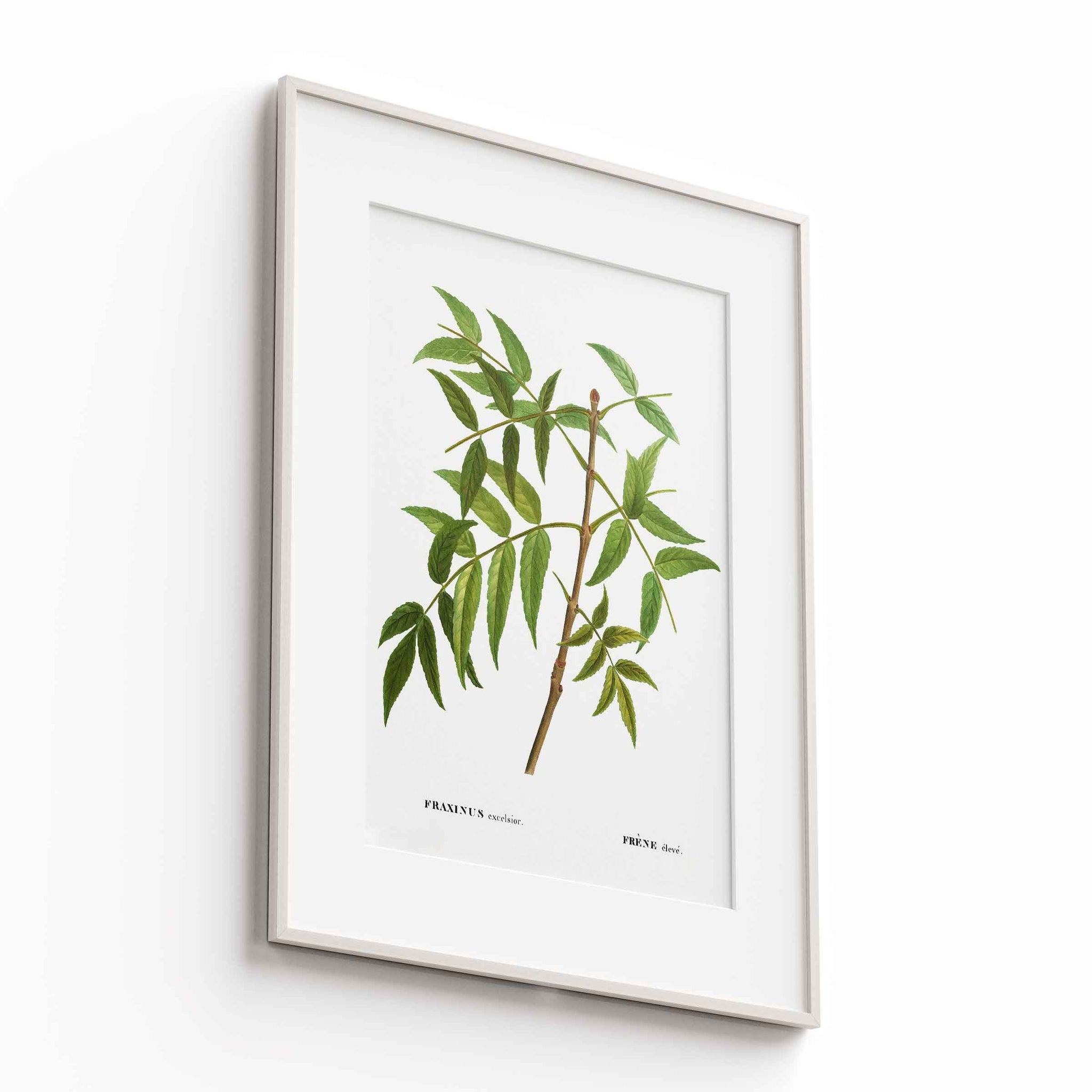 Botanicals