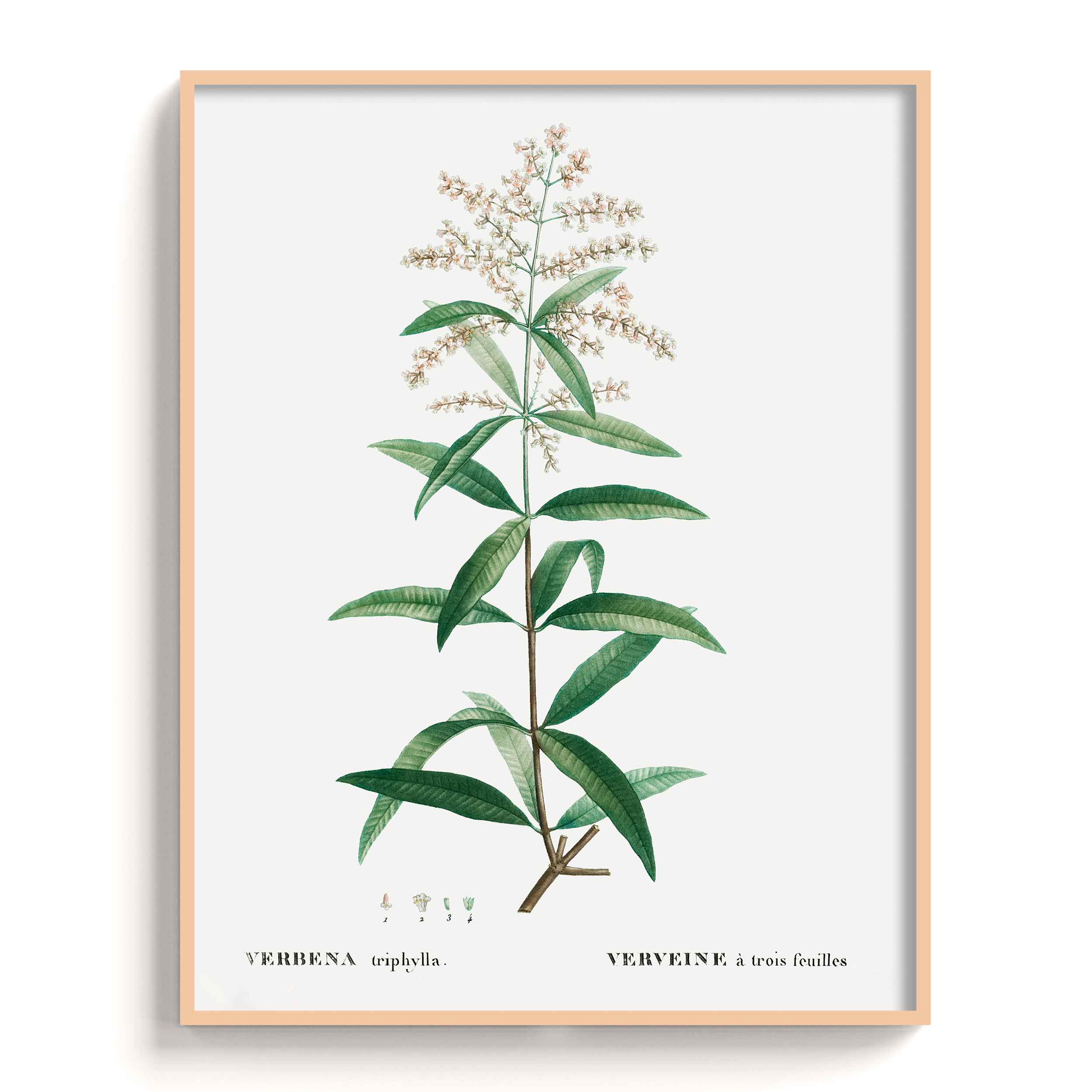 Botanicals