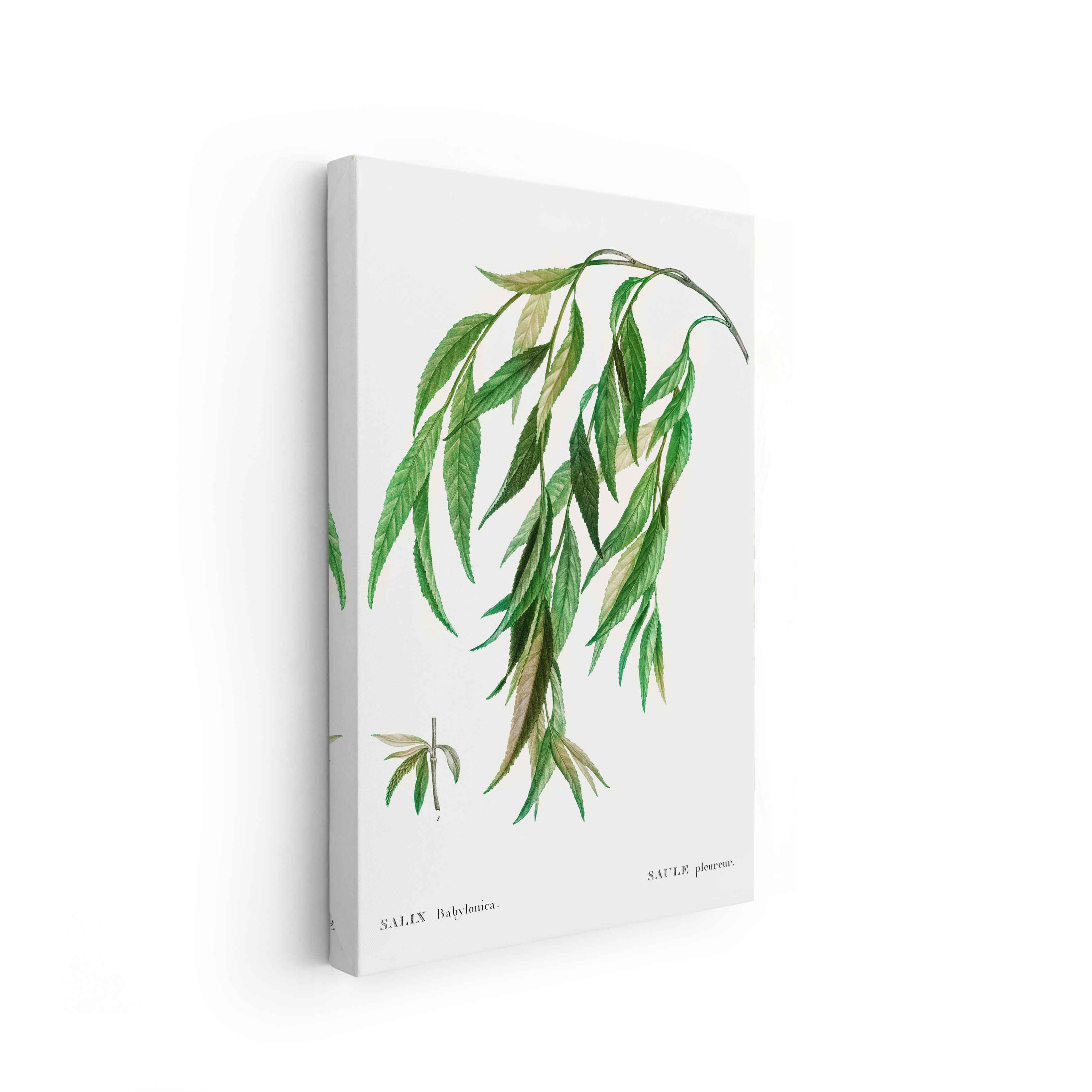 Botanicals