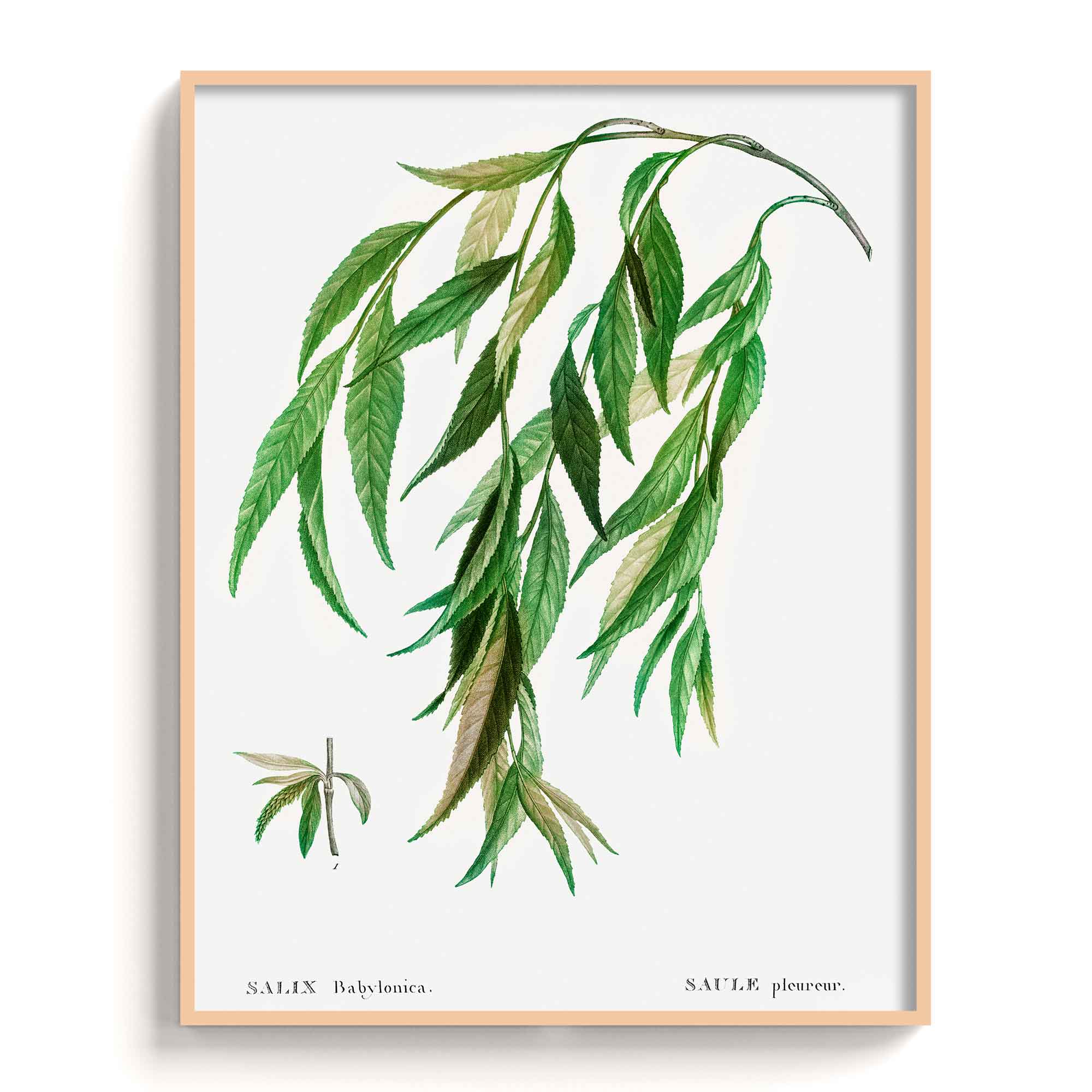 Botanicals