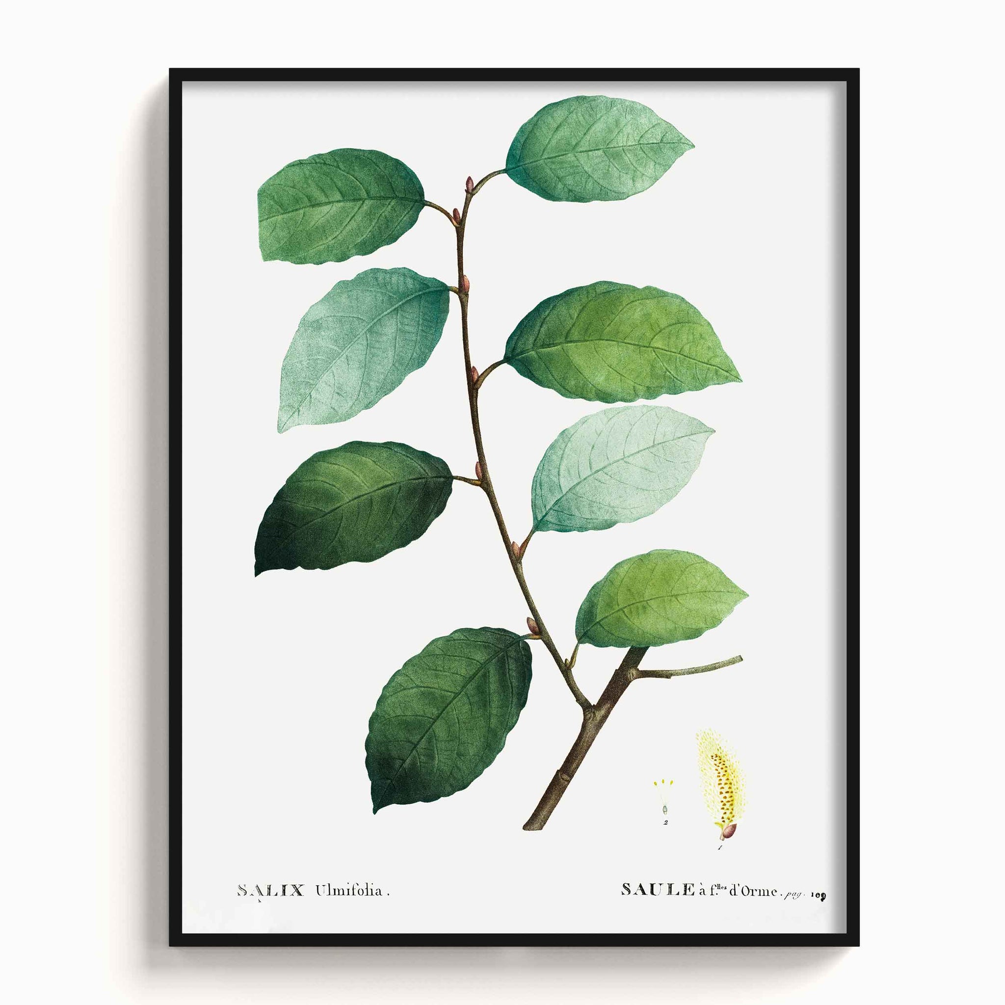 Botanicals