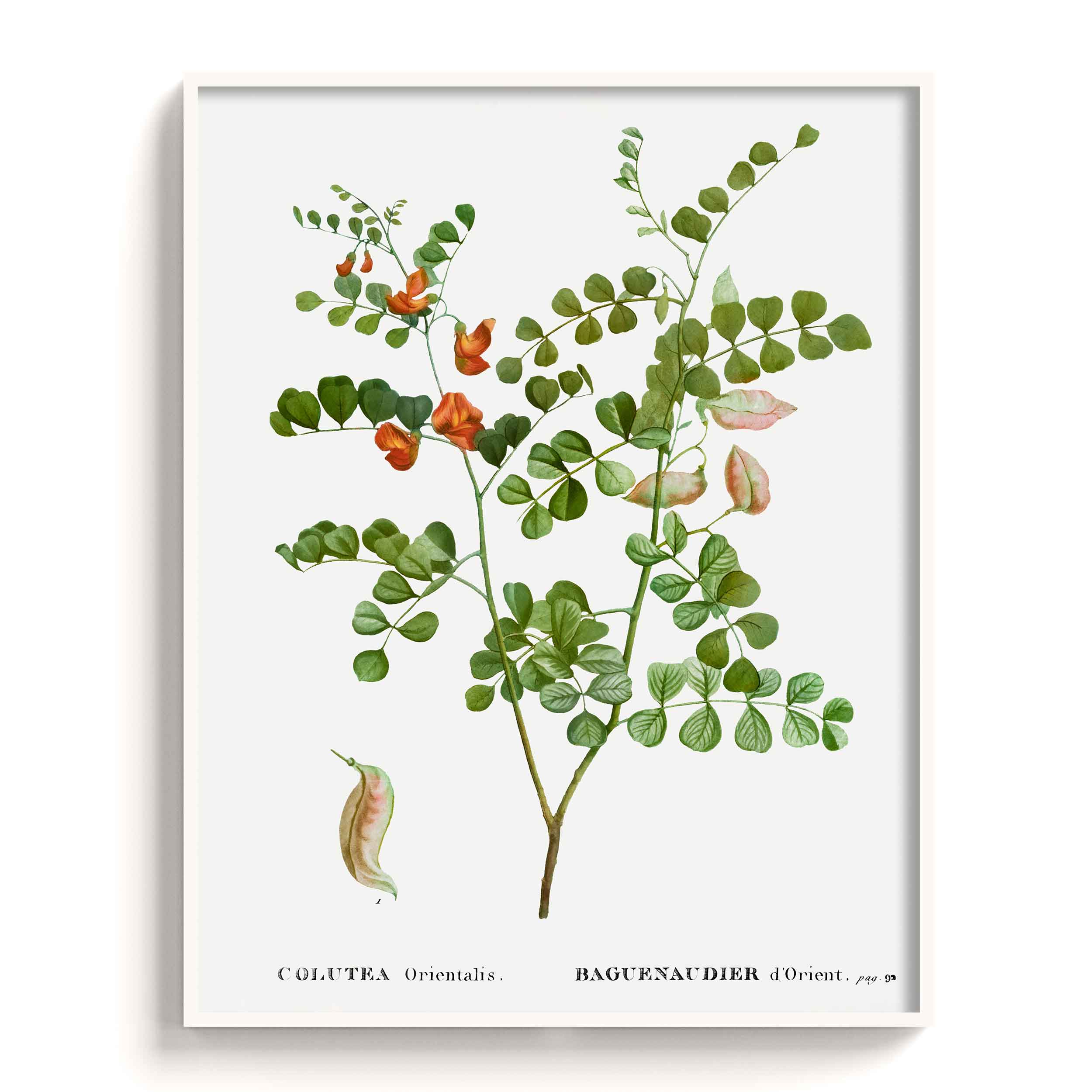 Botanicals