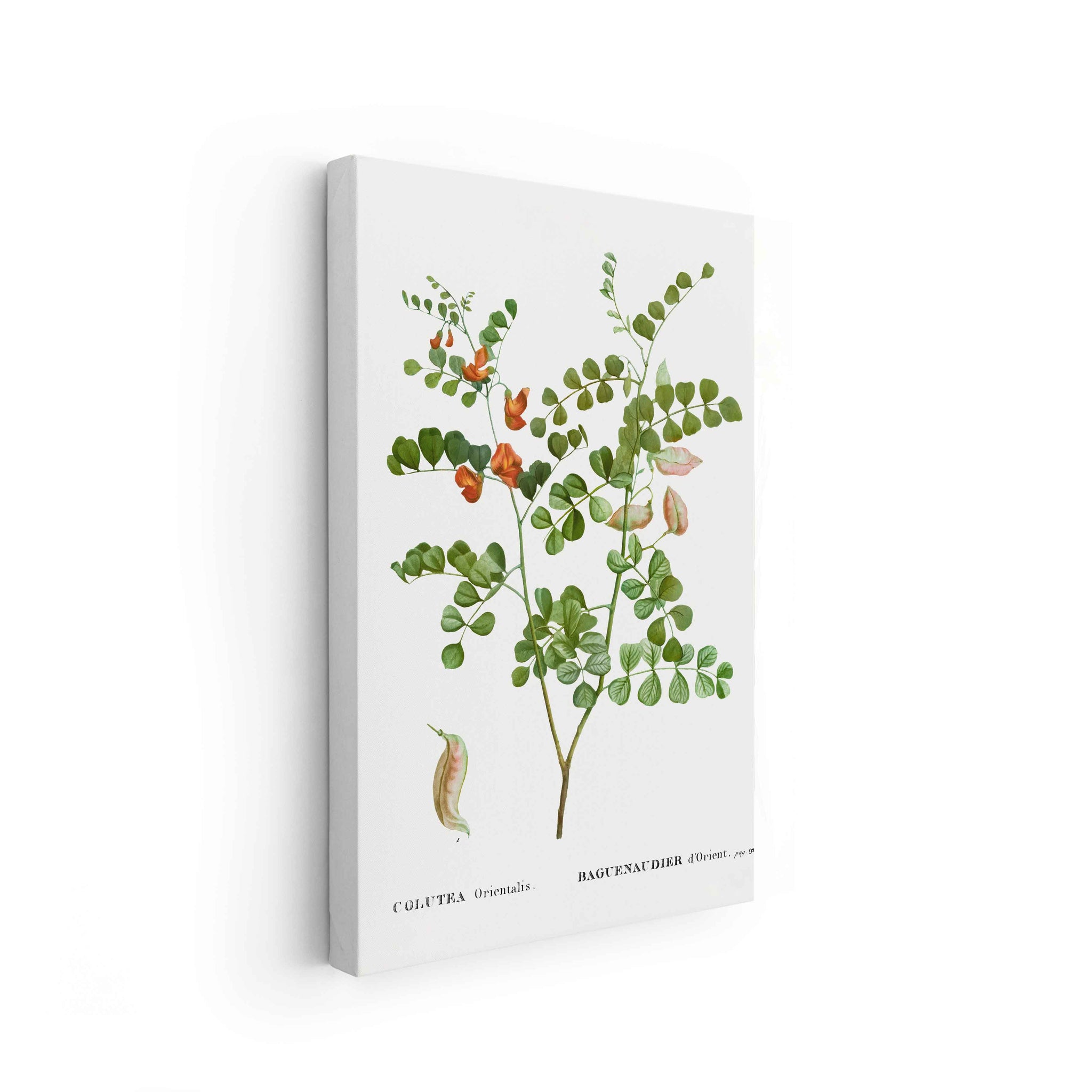 Botanicals