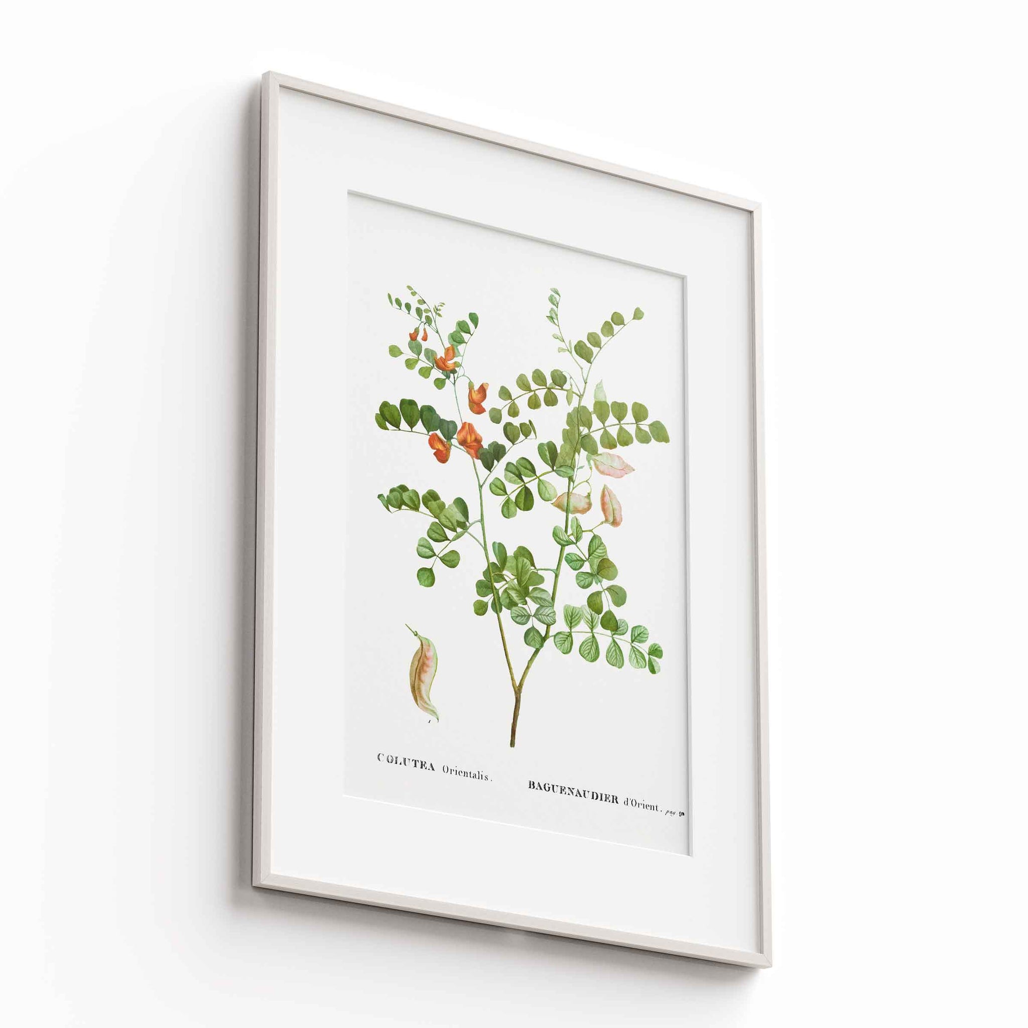 Botanicals