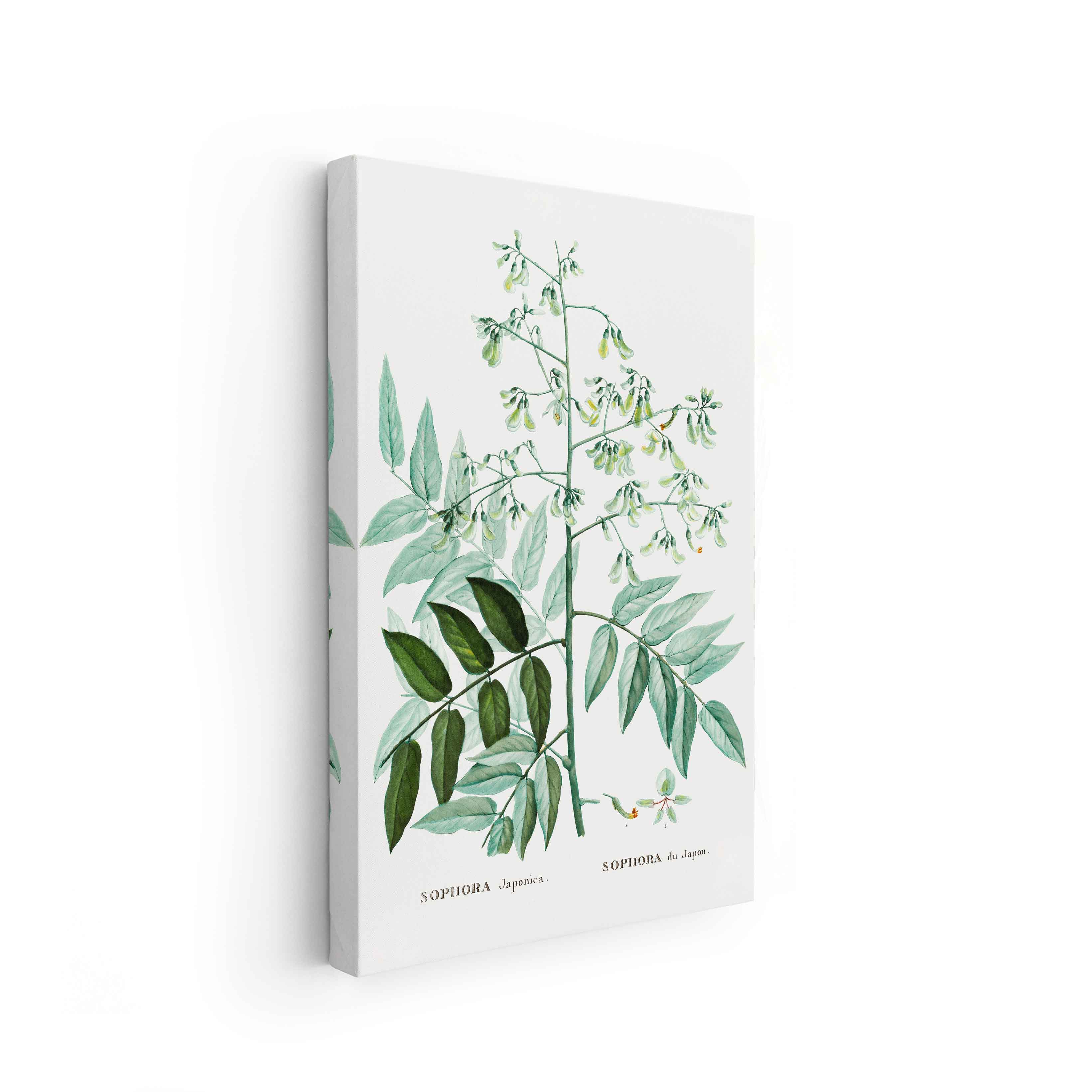 Botanicals