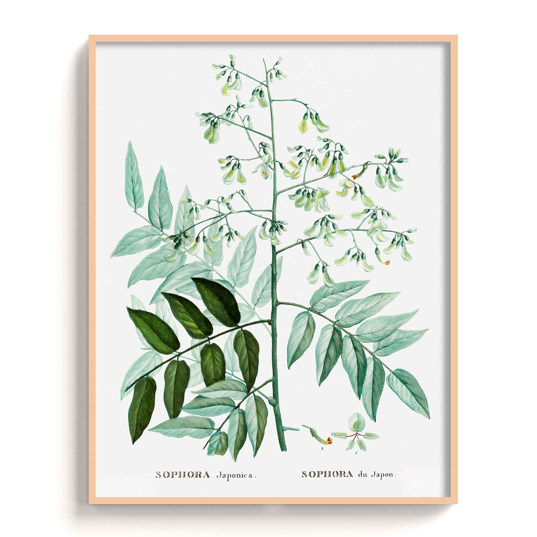 Botanicals