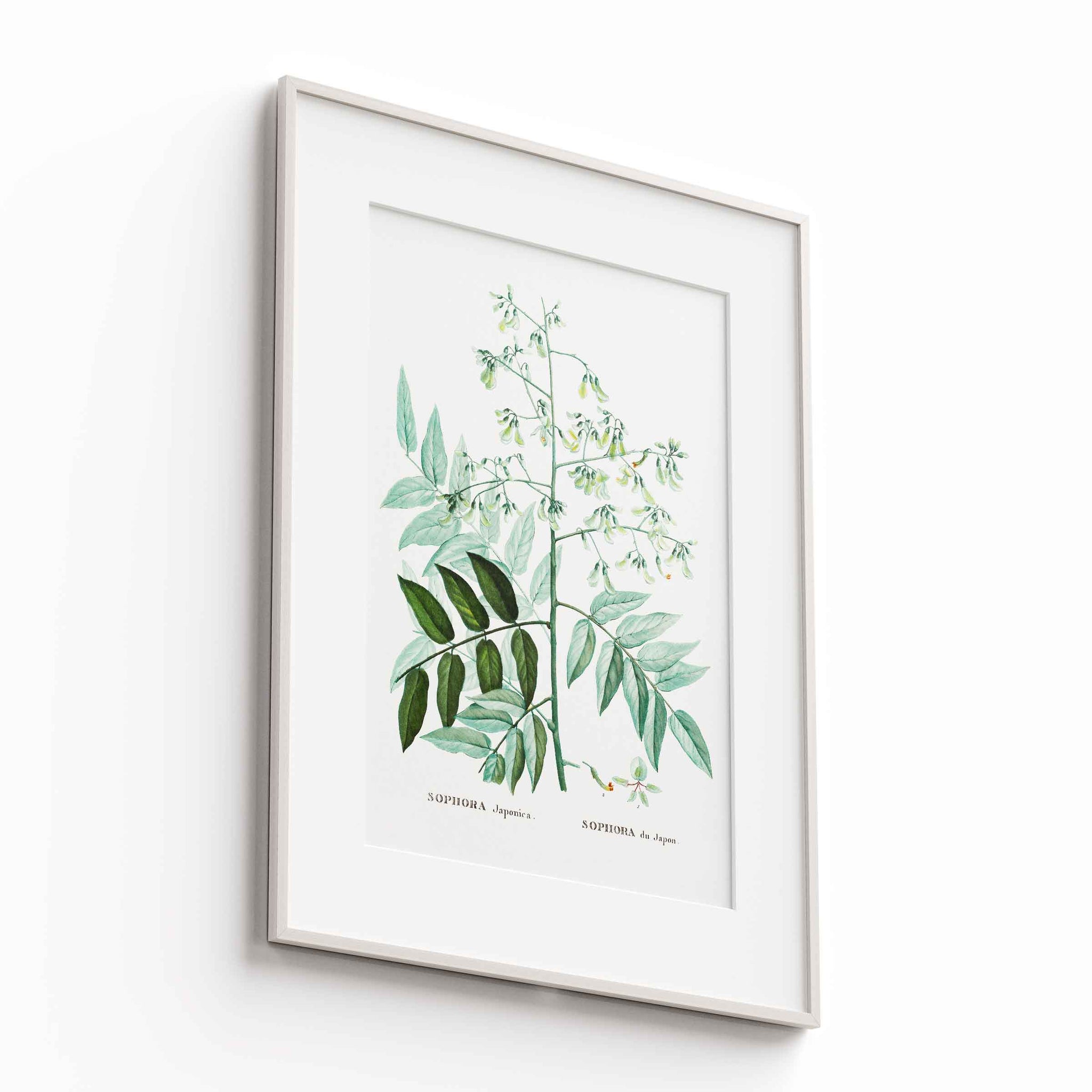 Botanicals