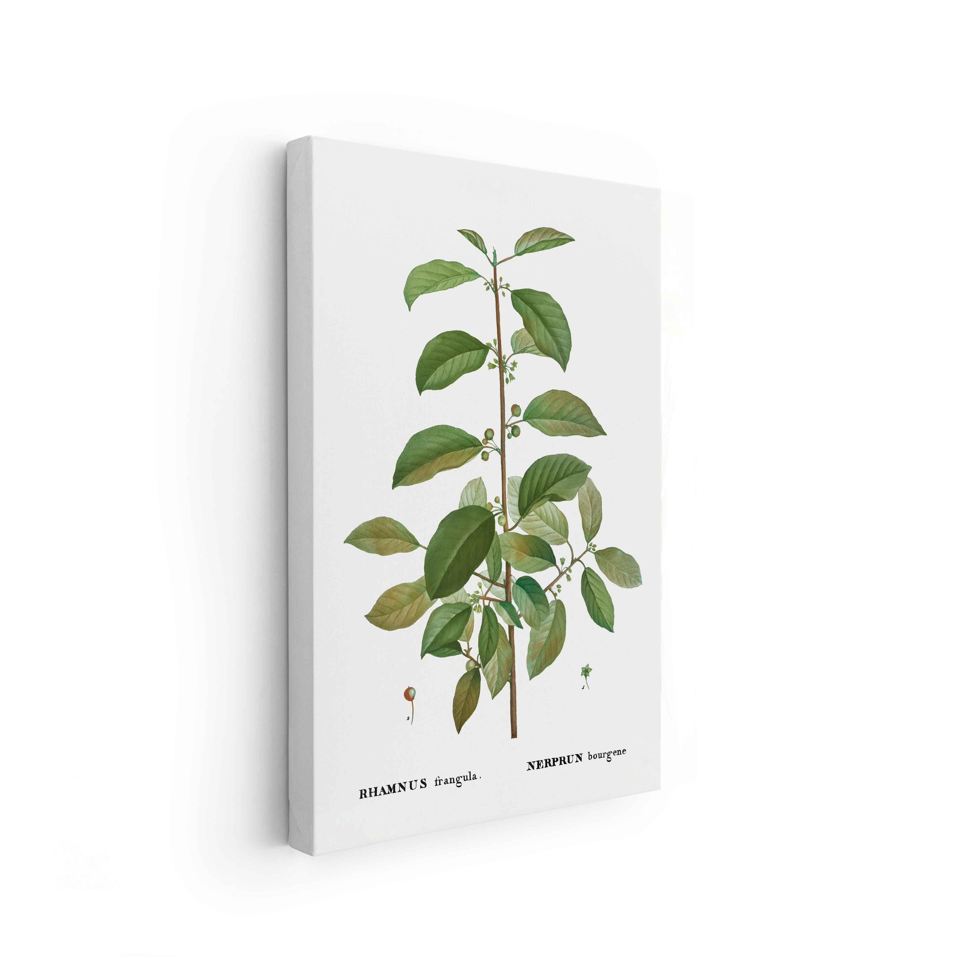 Botanicals