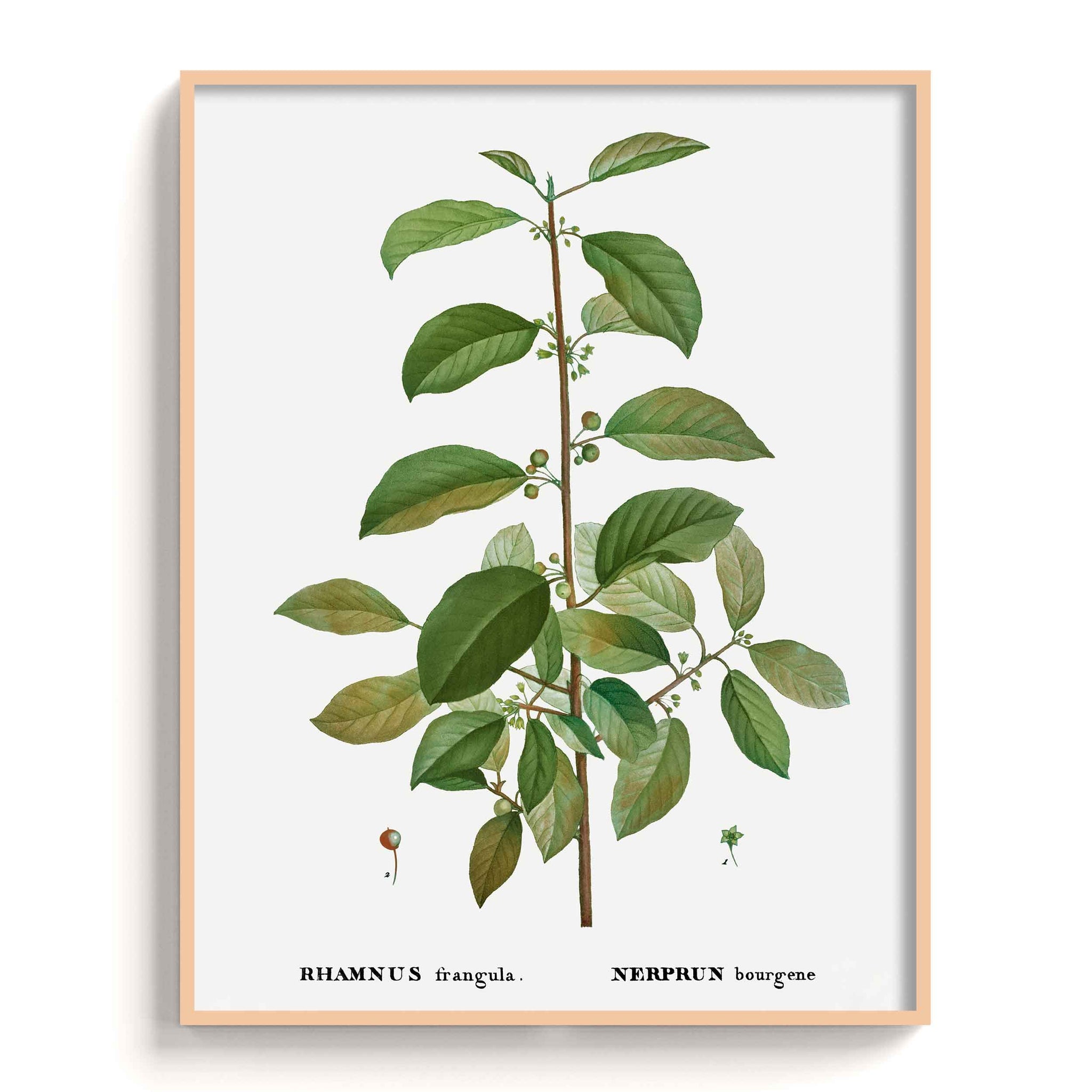 Botanicals
