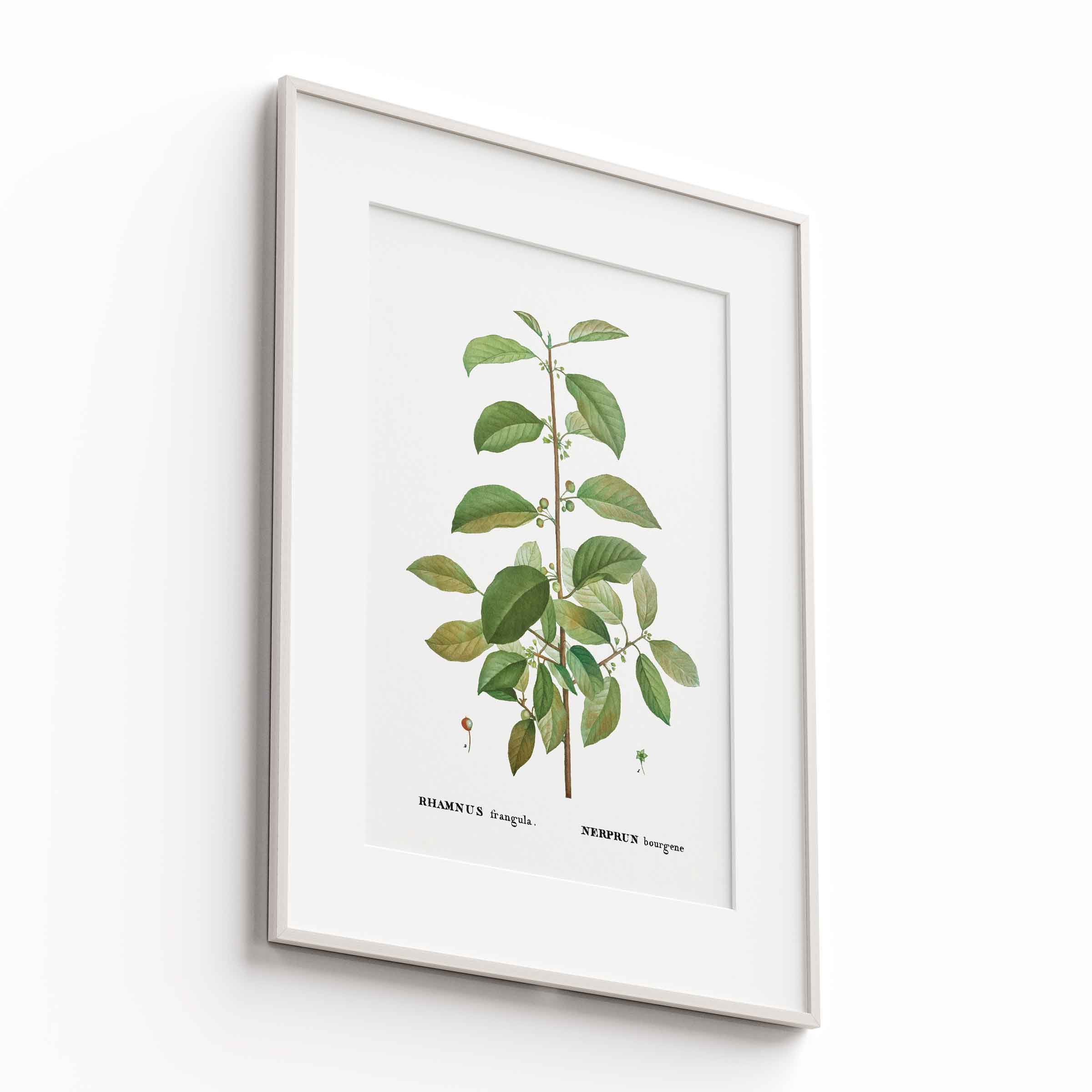 Botanicals