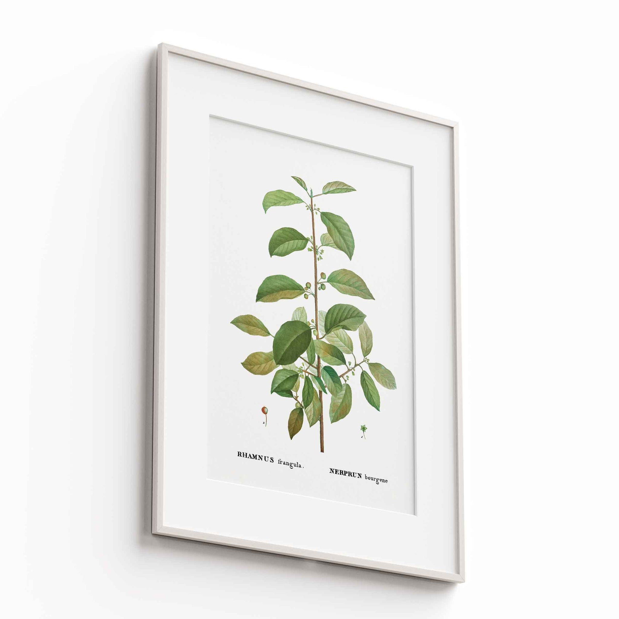 Botanicals