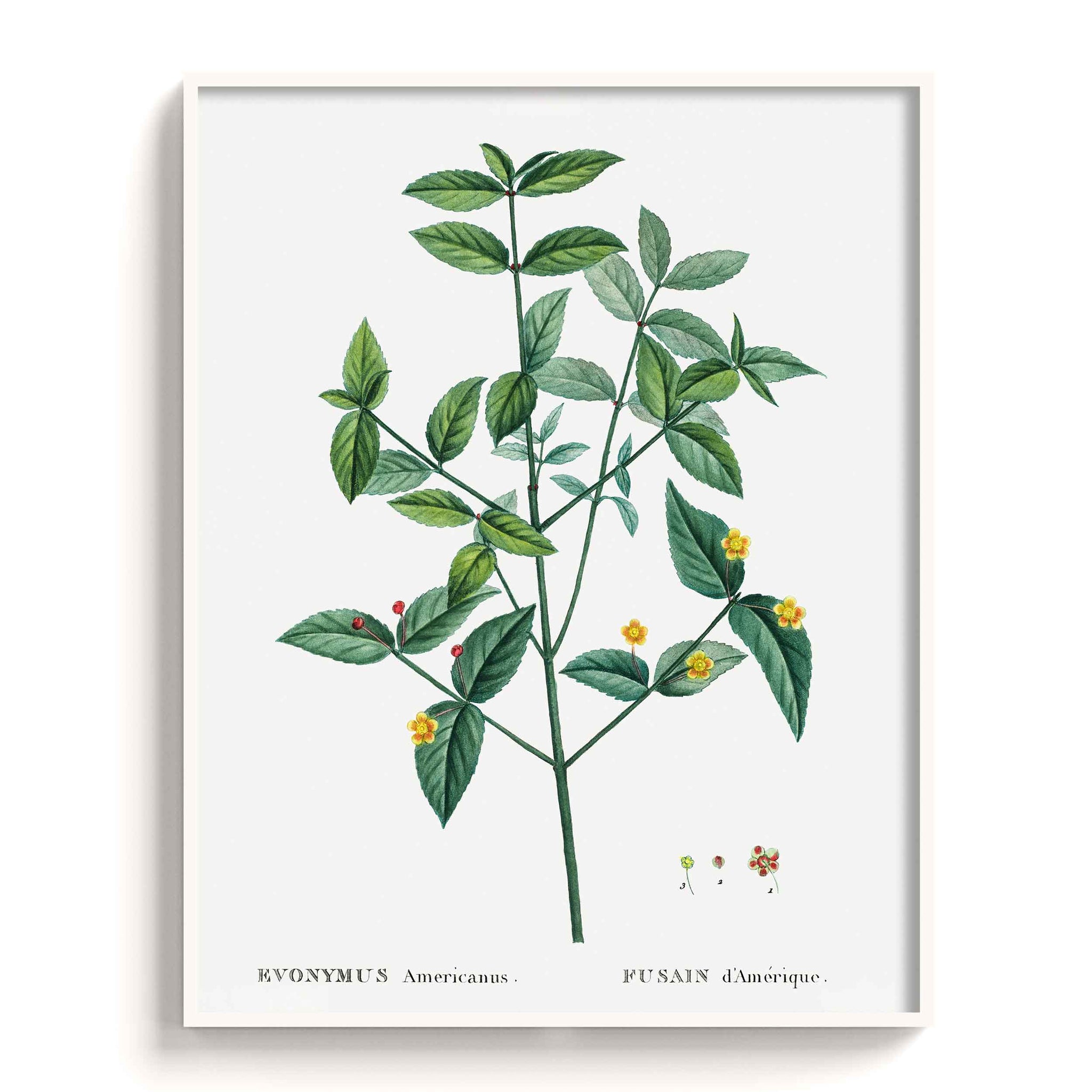 Botanicals