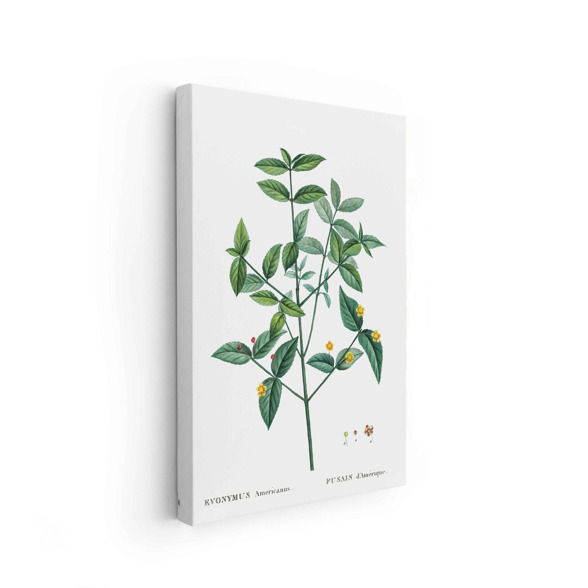 Botanicals