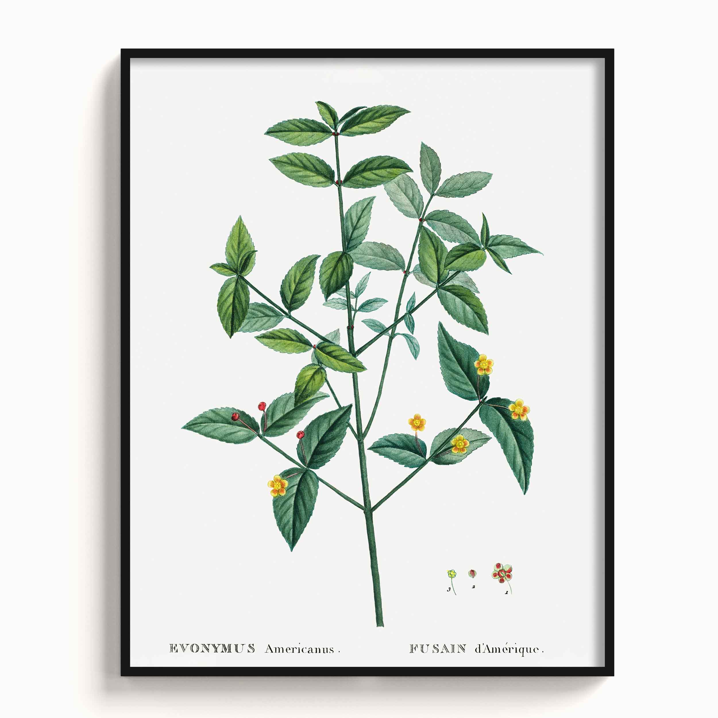 Botanicals