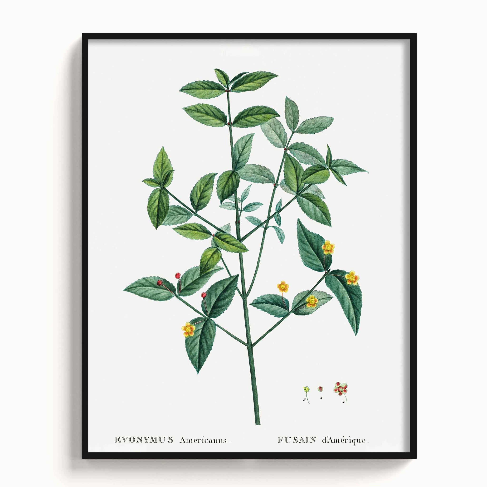 Botanicals
