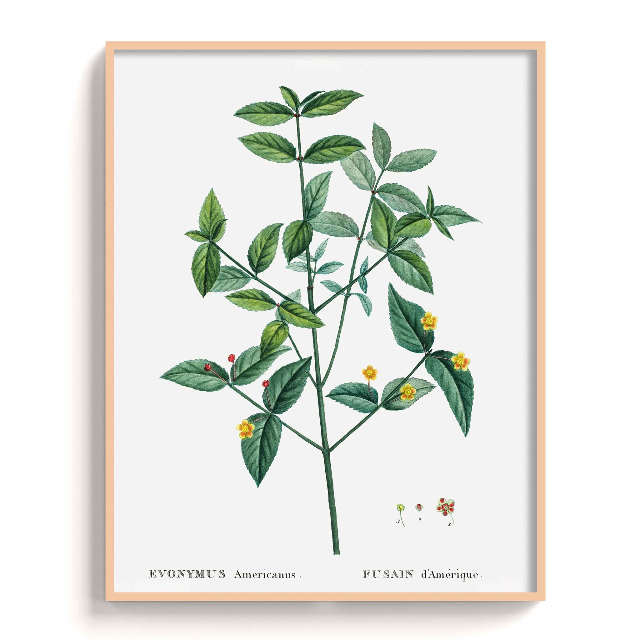 Botanicals