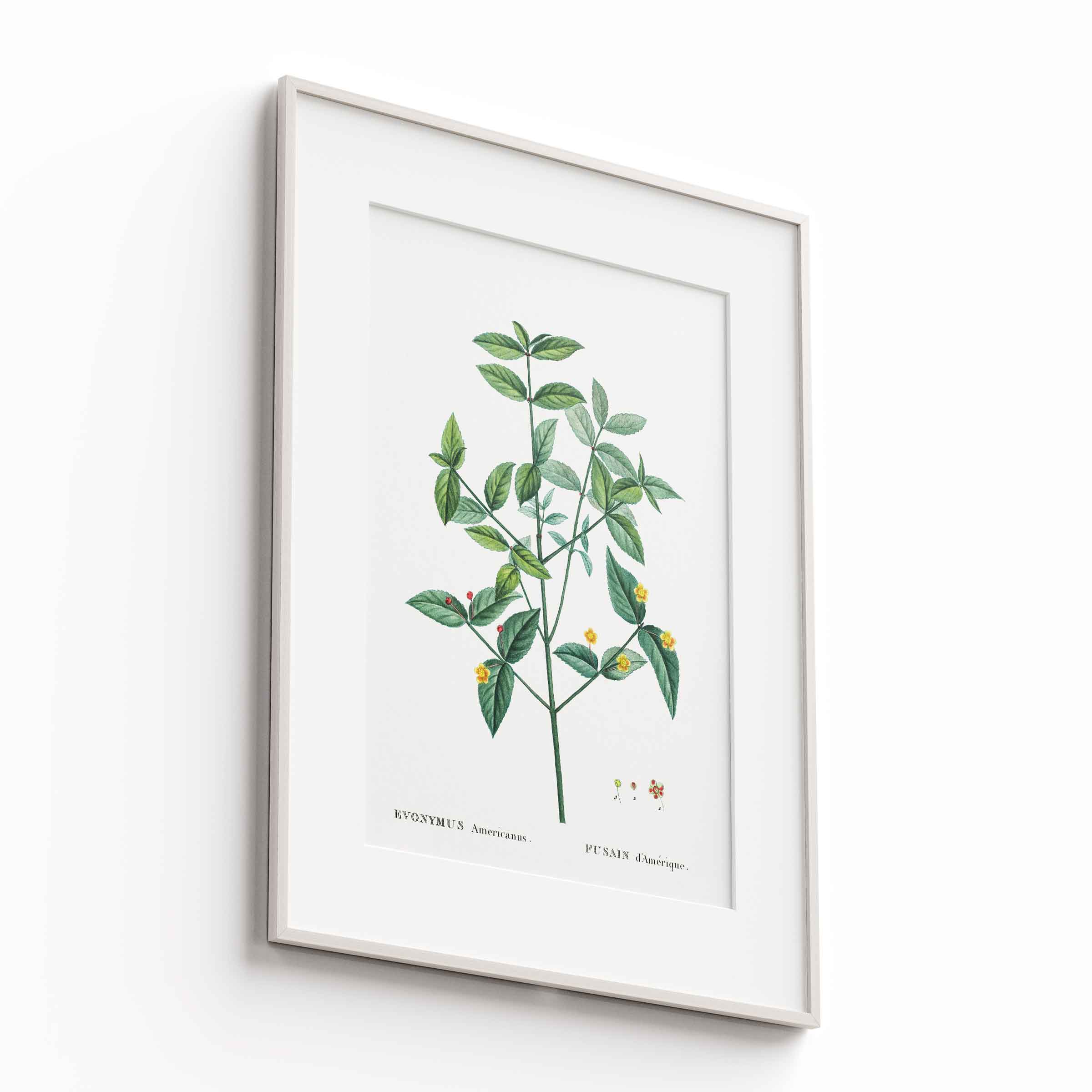 Botanicals