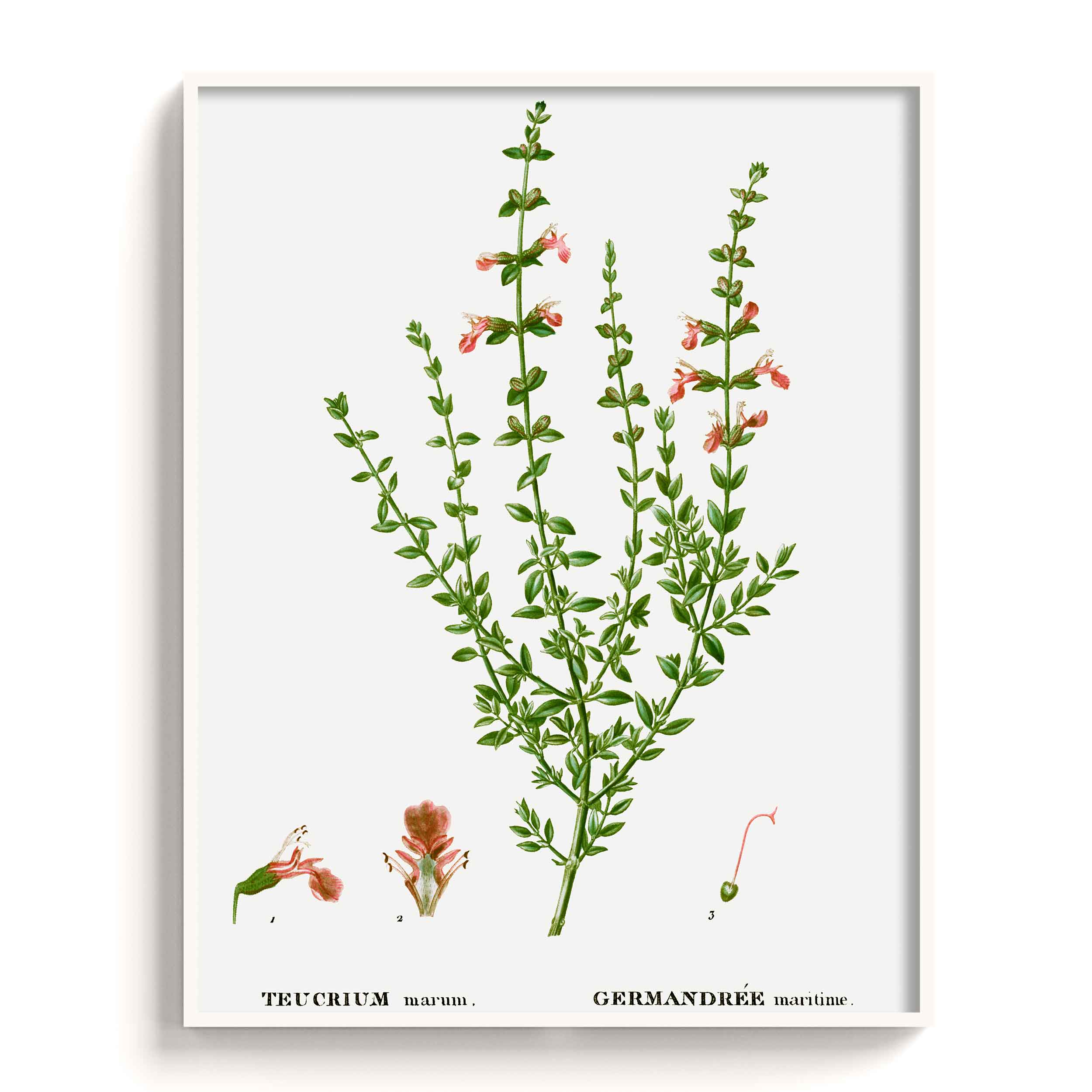 Botanicals