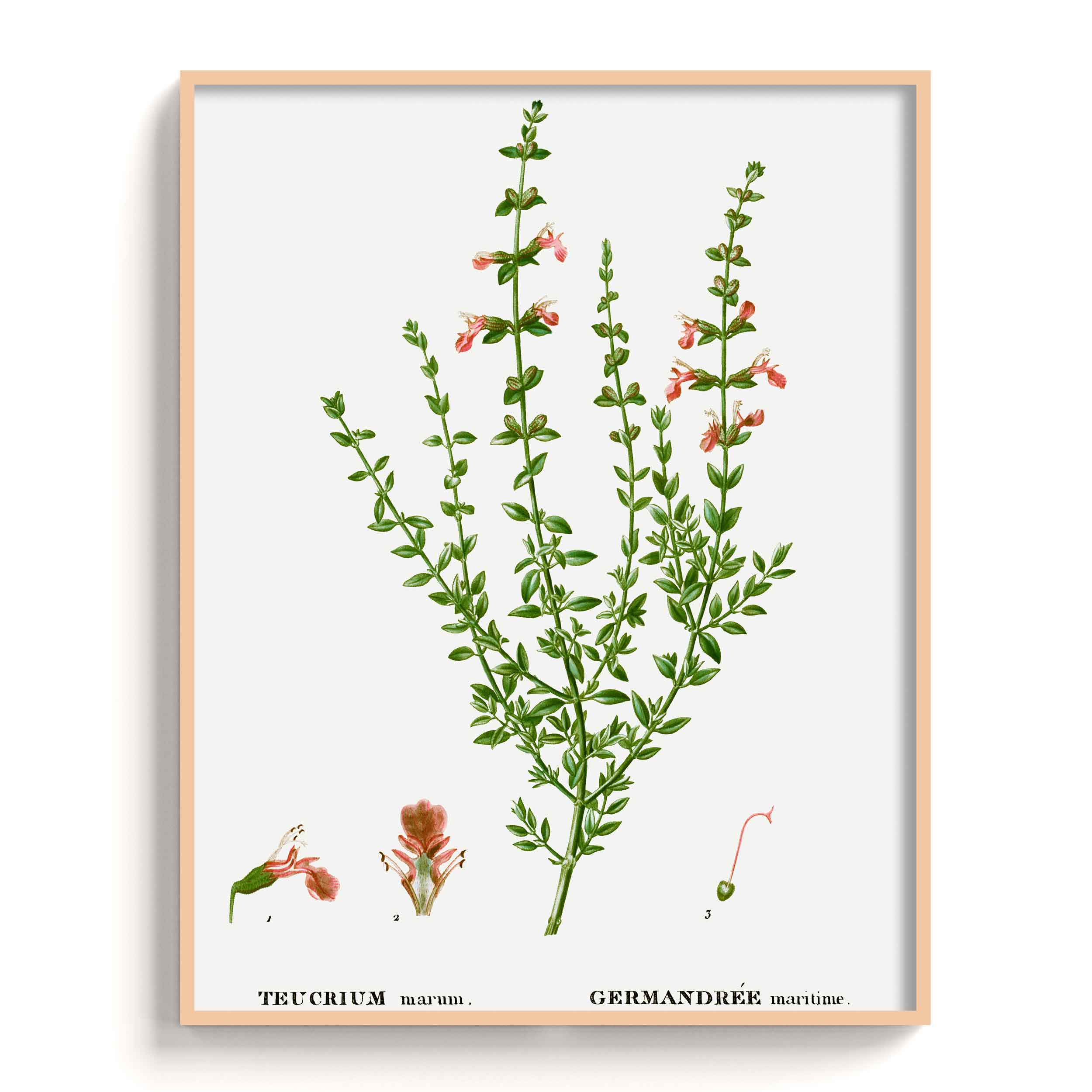 Botanicals