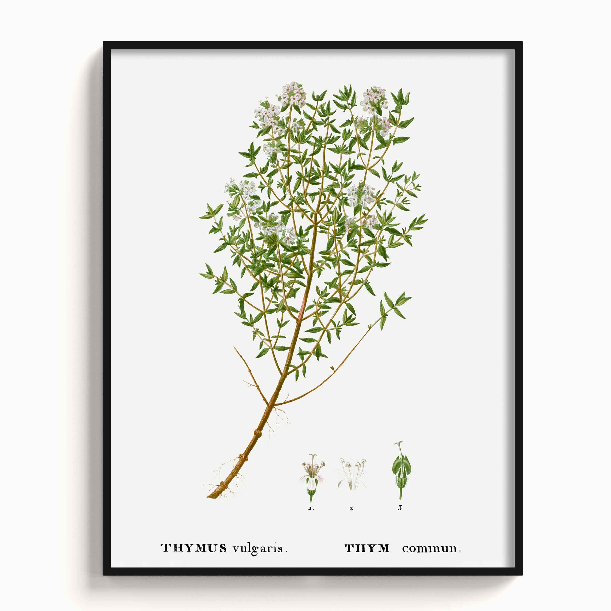 Botanicals
