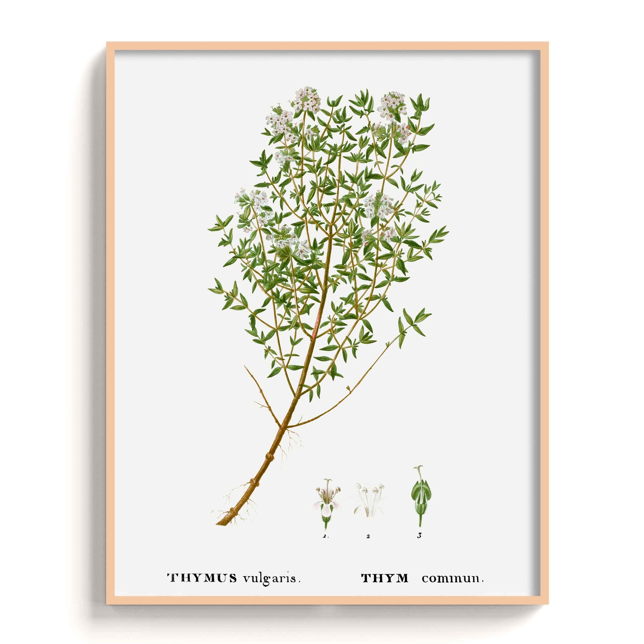 Botanicals