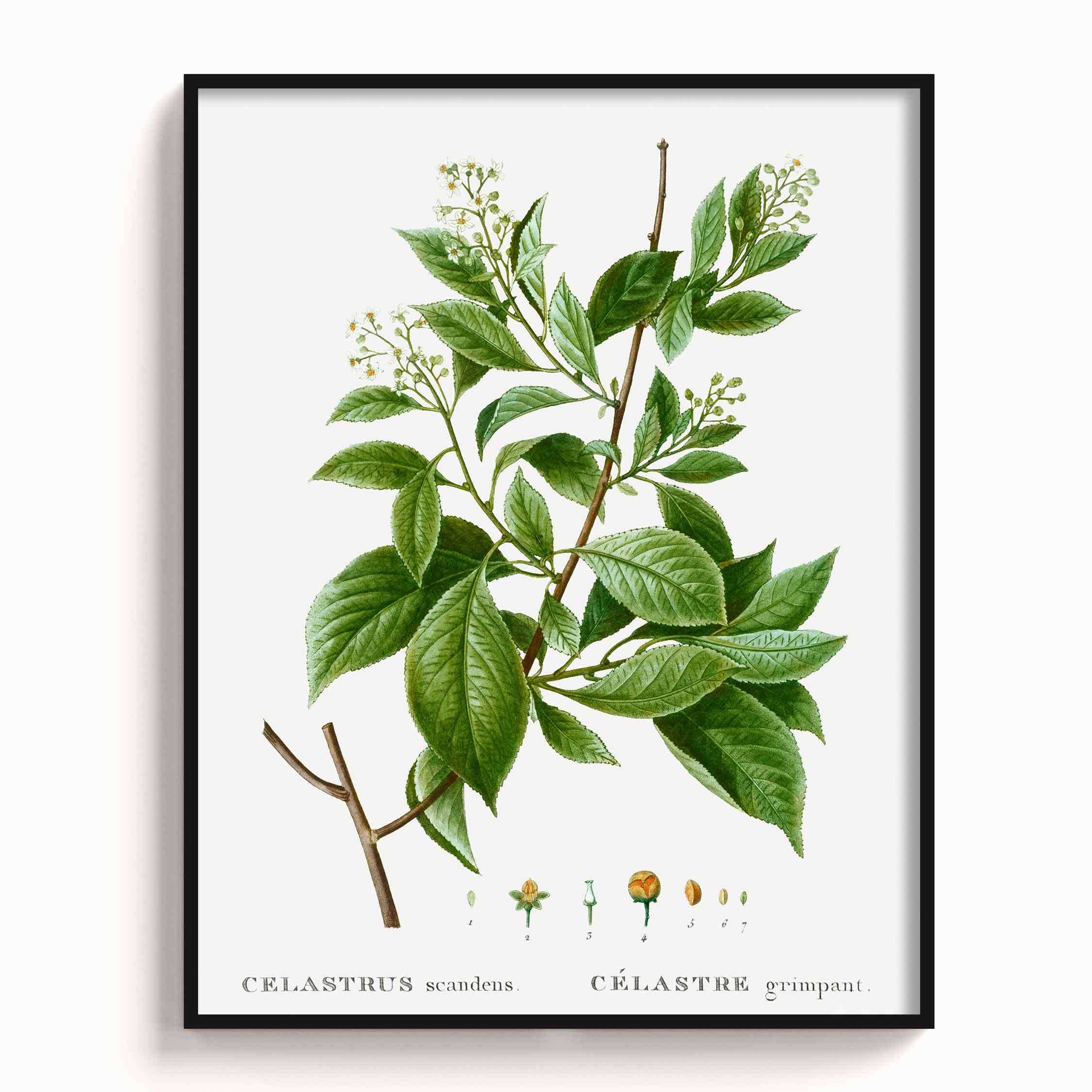 Botanicals