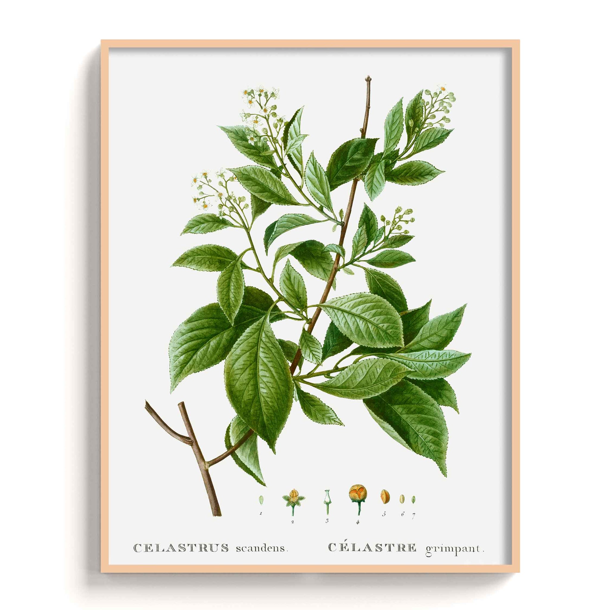 Botanicals
