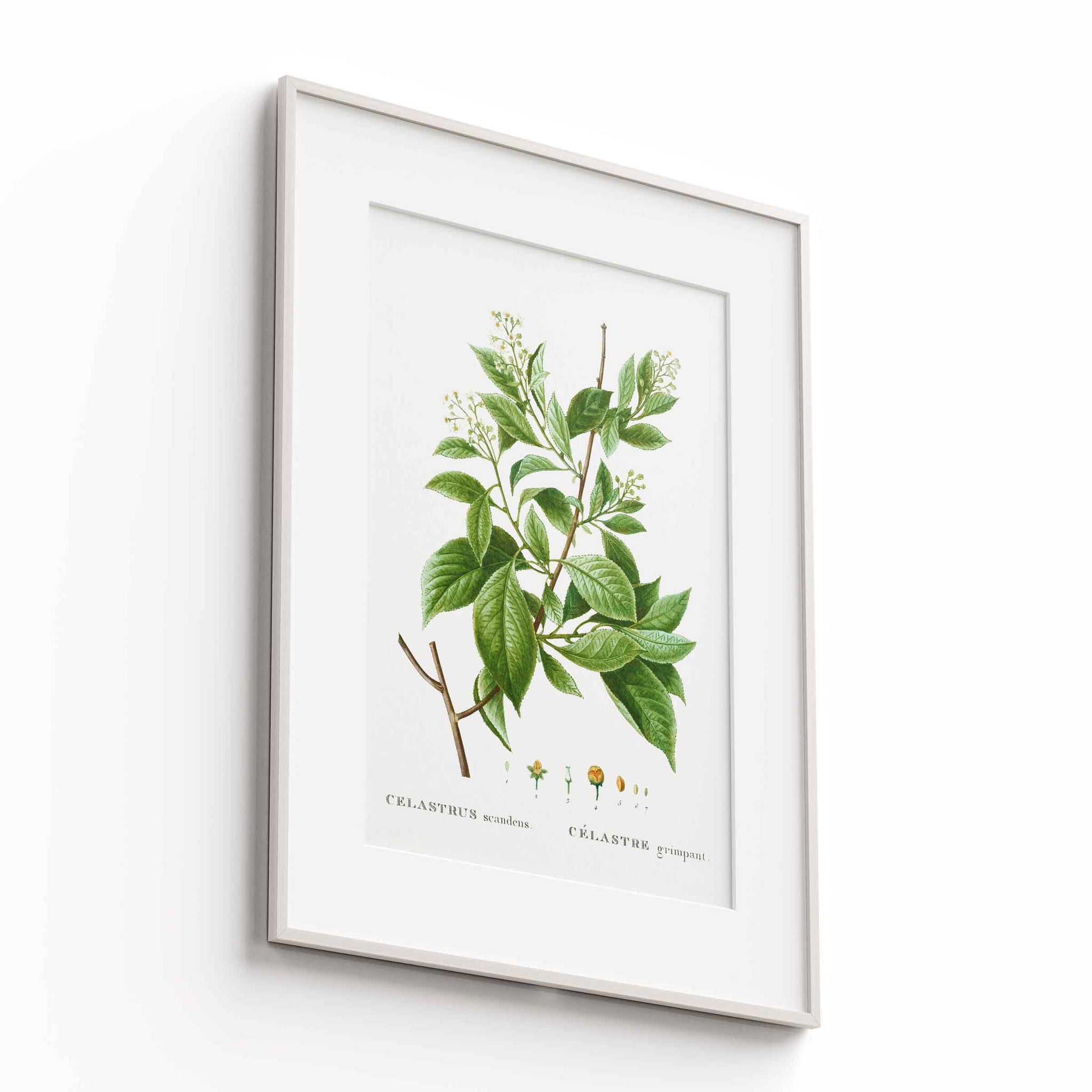Botanicals