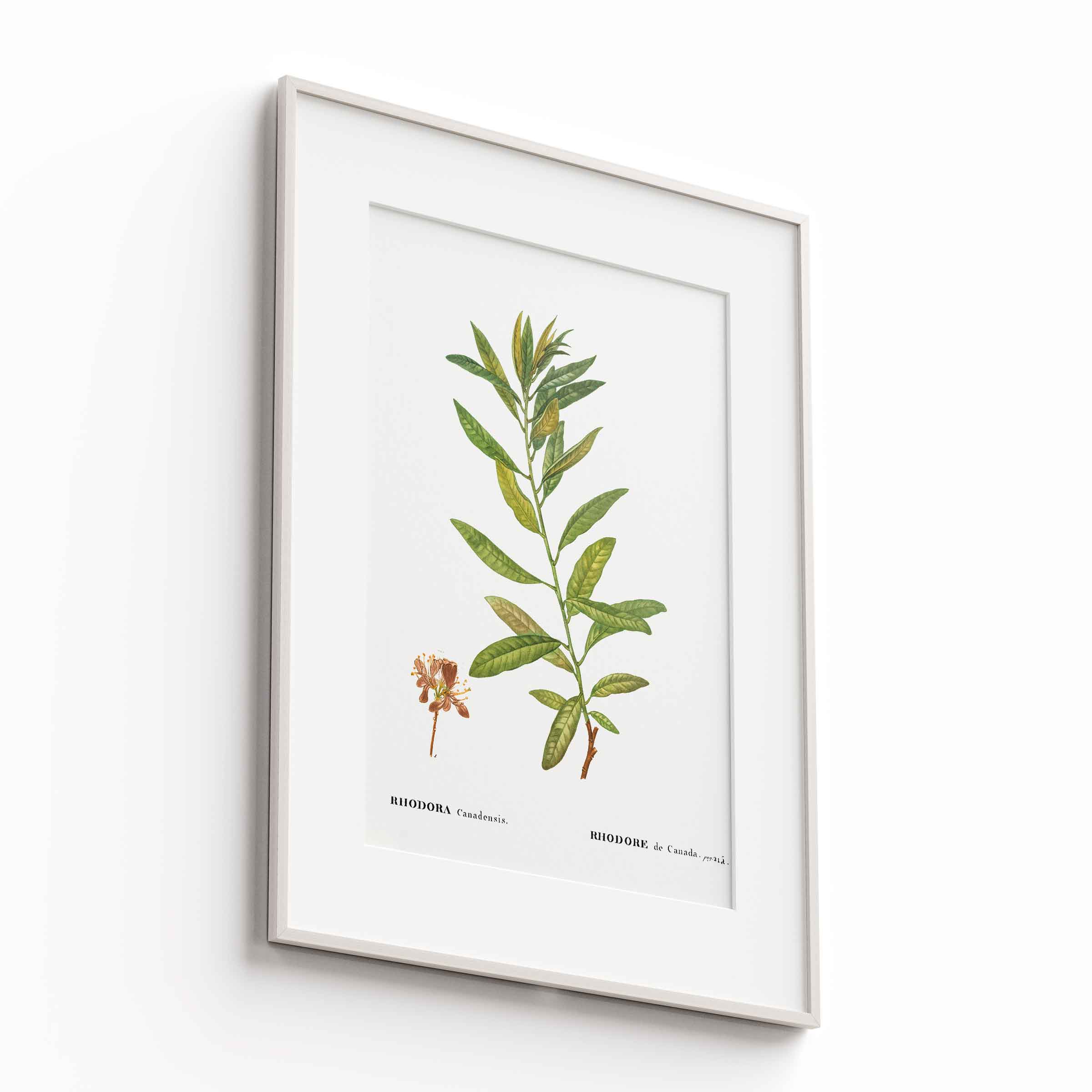 Botanicals