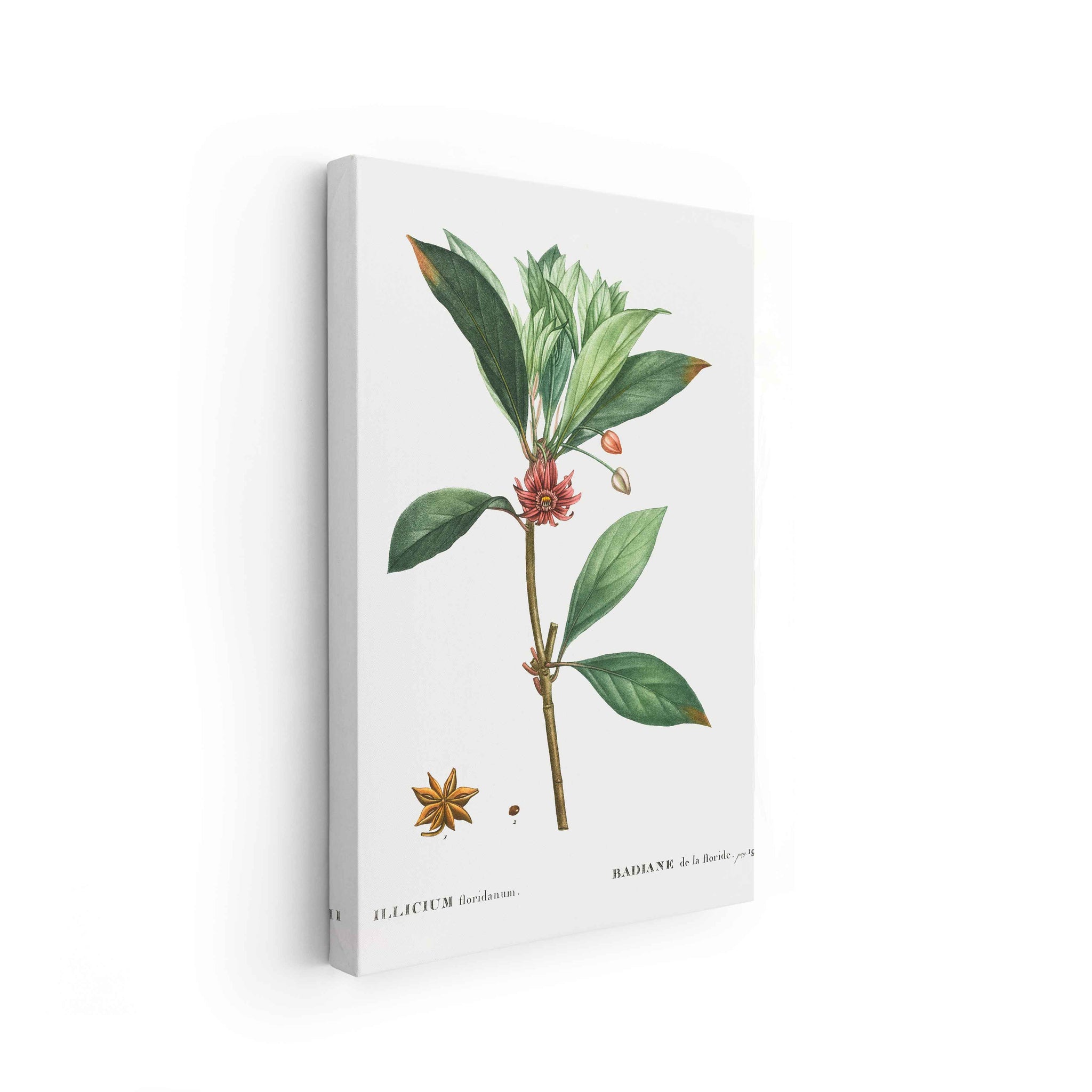 Botanicals