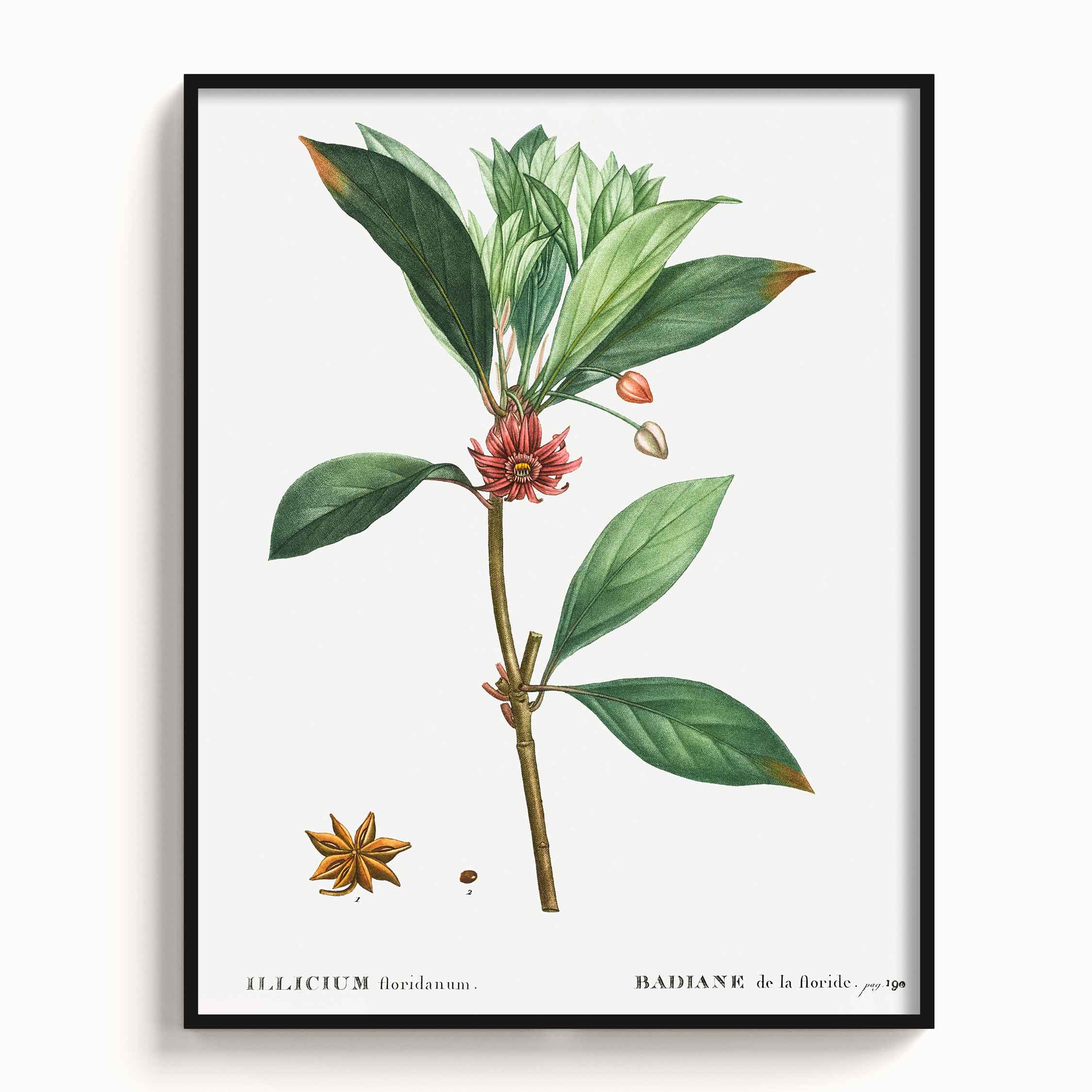 Botanicals