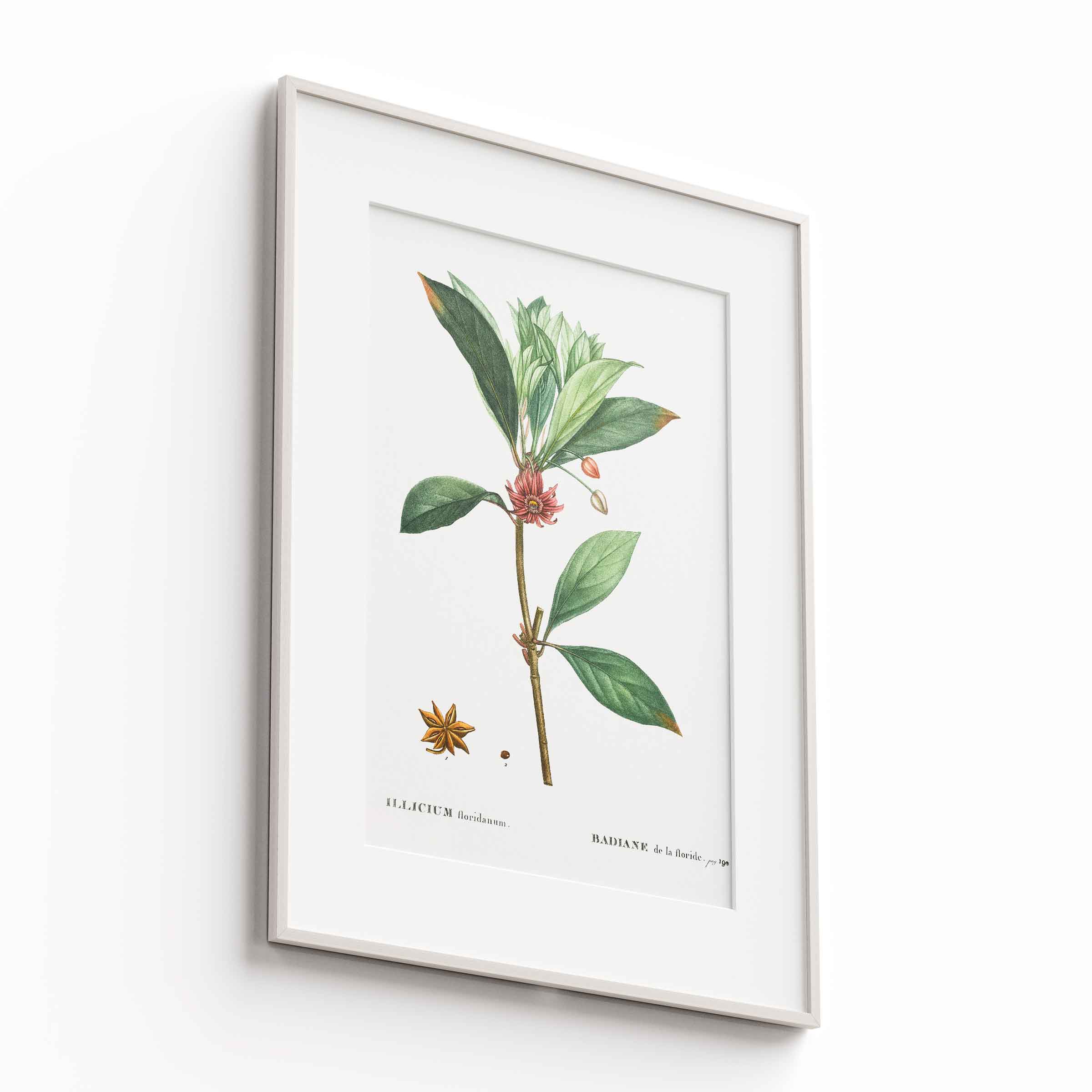 Botanicals