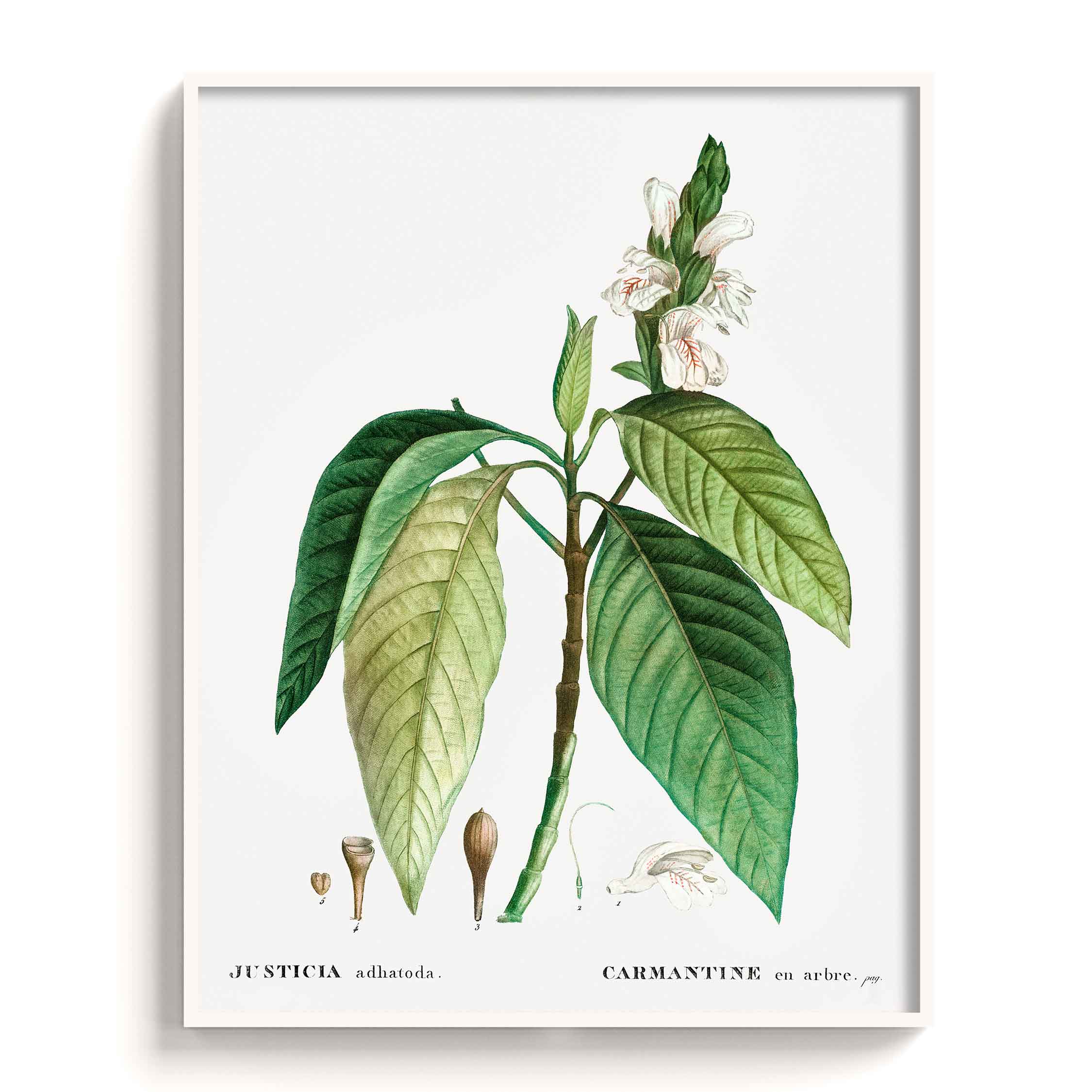 Botanicals