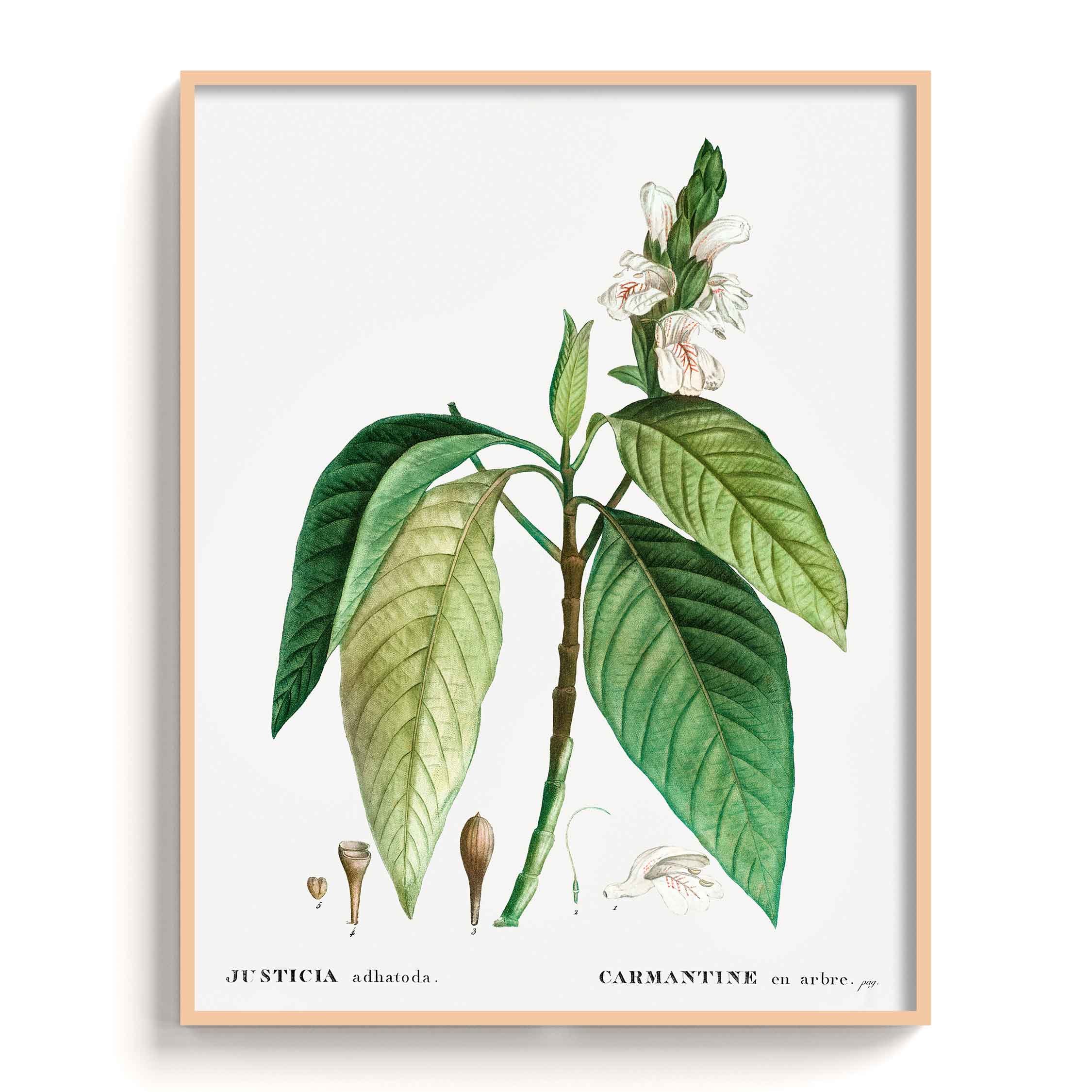 Botanicals