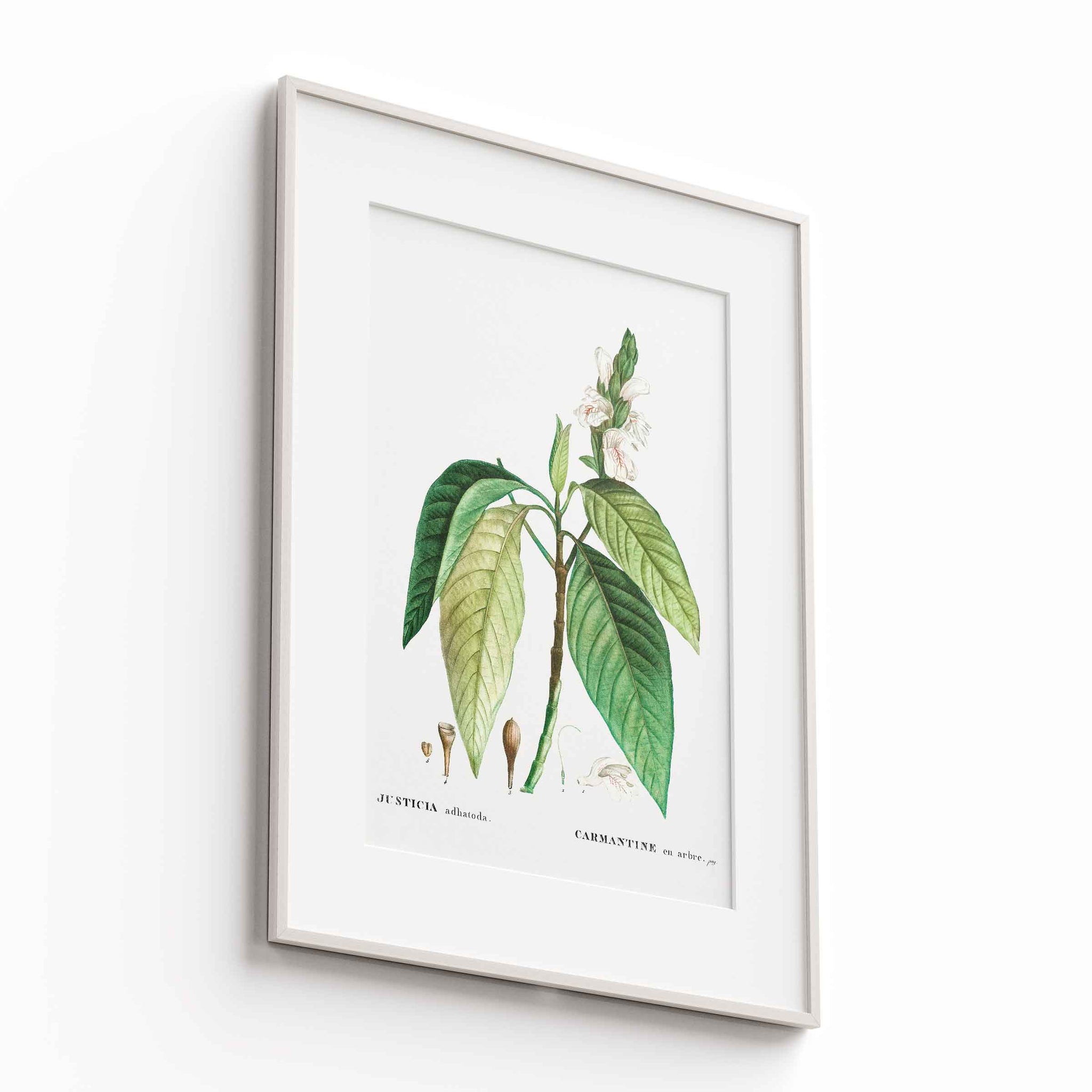Botanicals