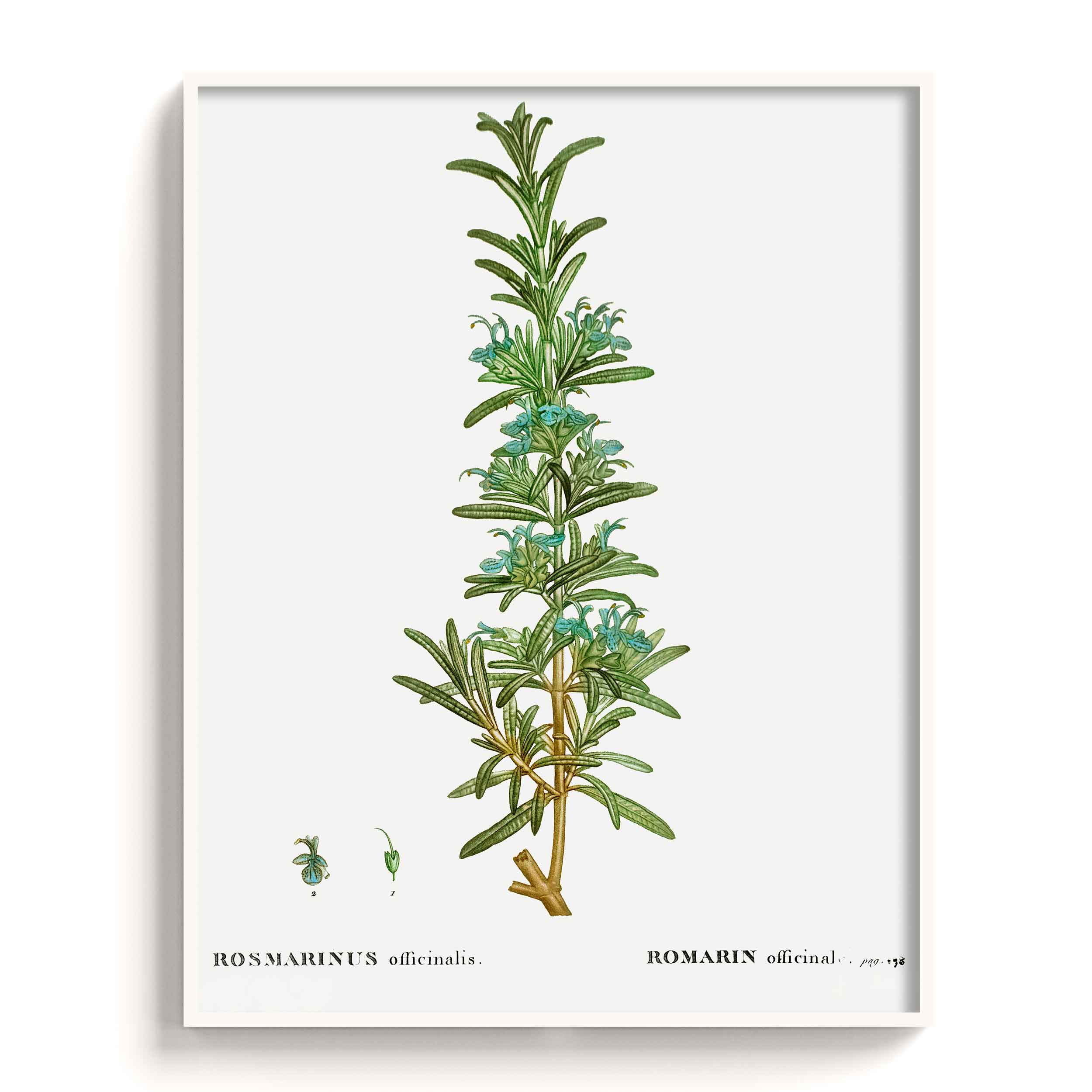 Botanicals