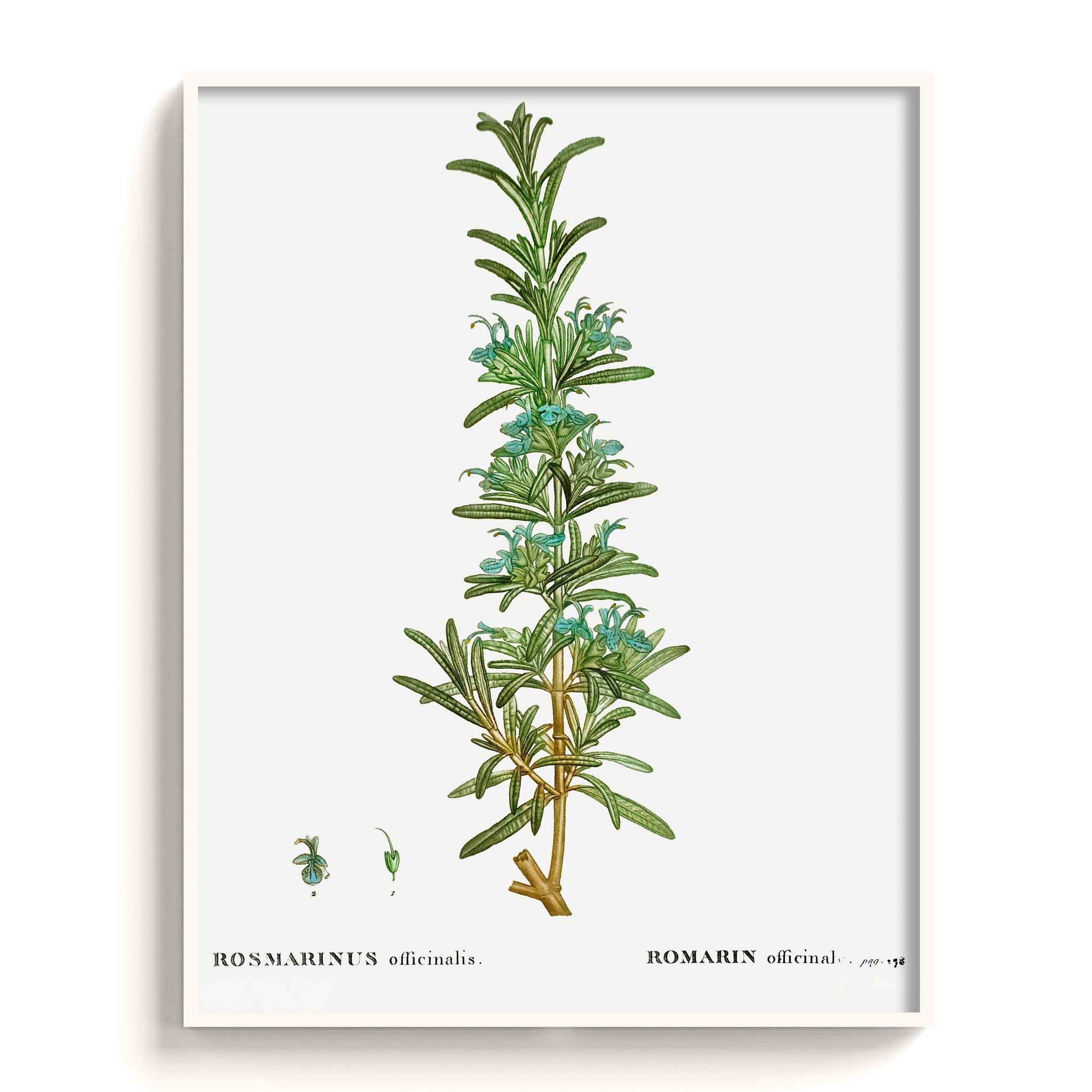 Botanicals