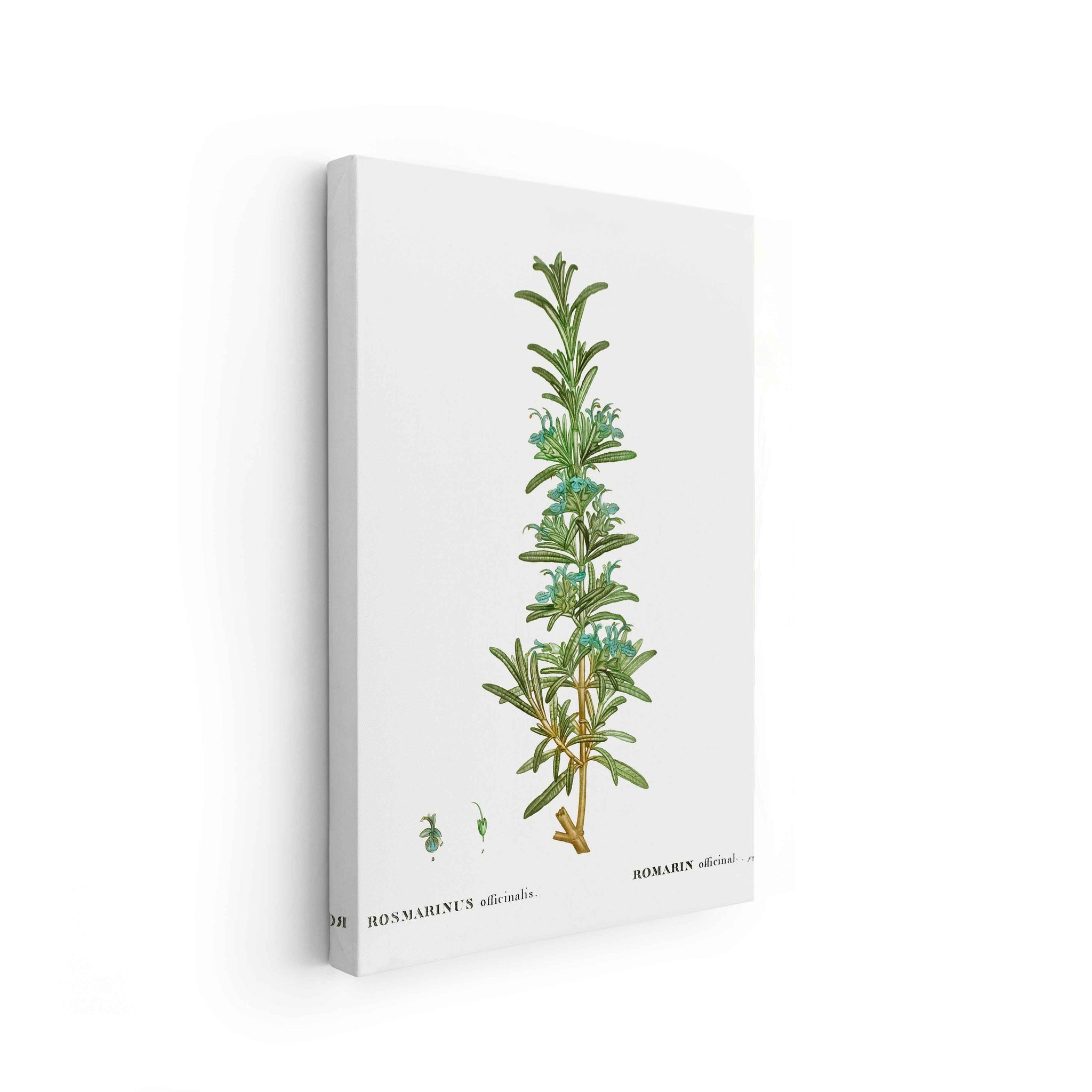 Botanicals