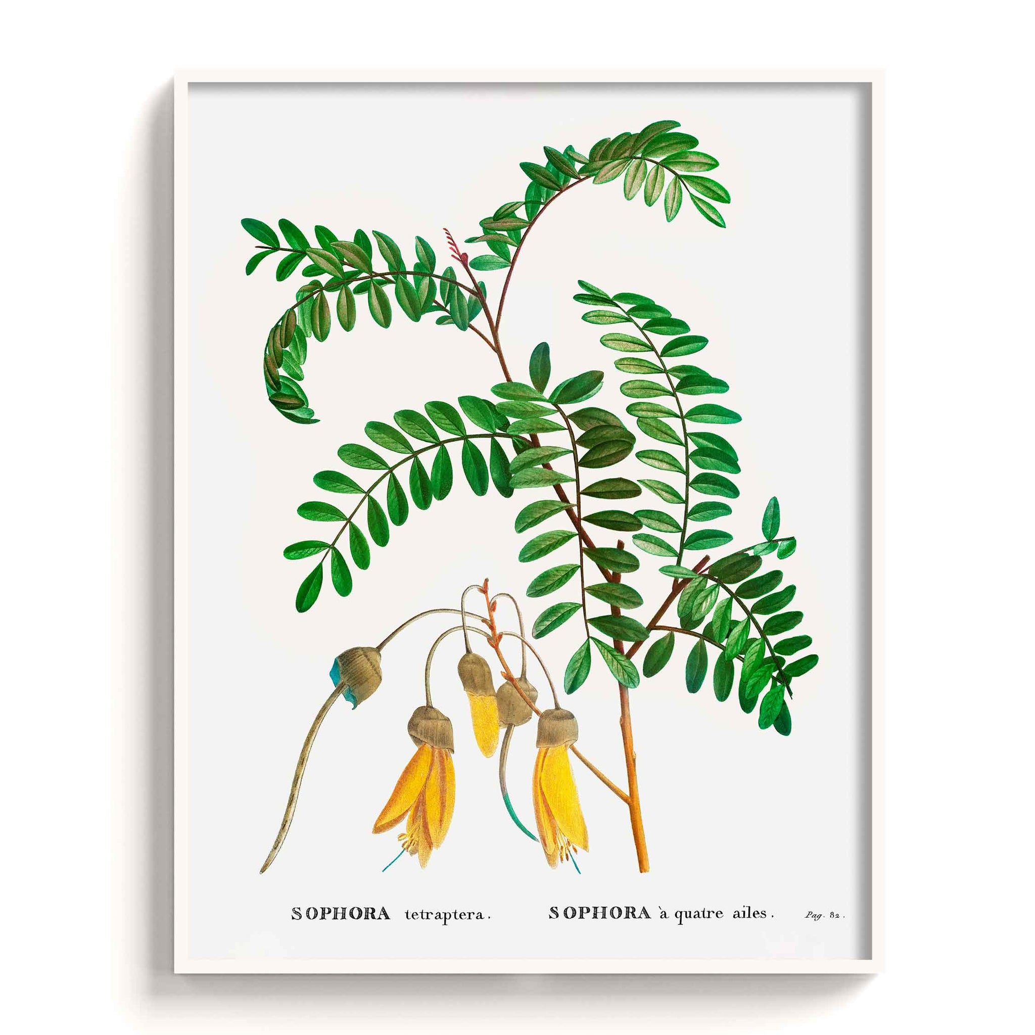Botanicals