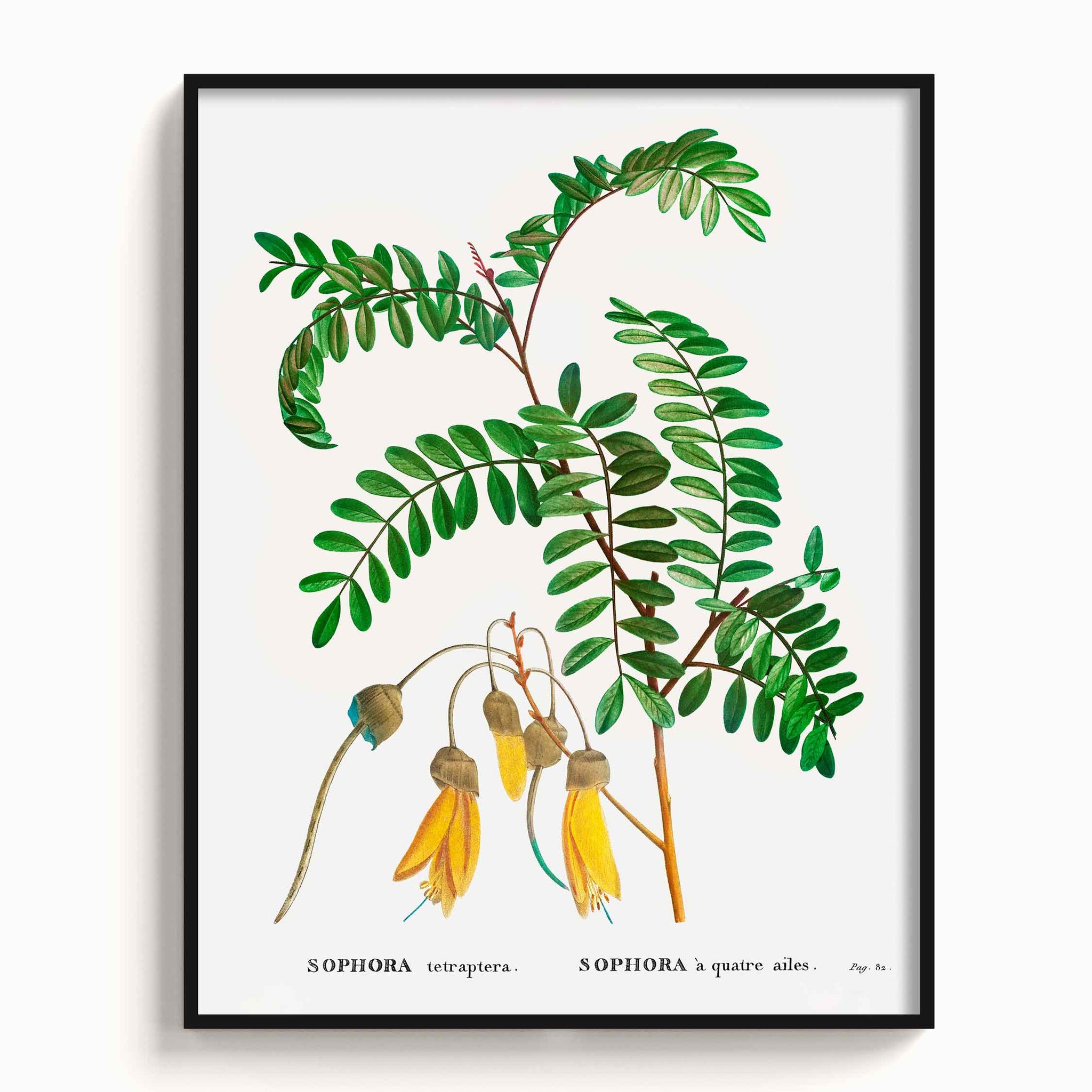 Botanicals