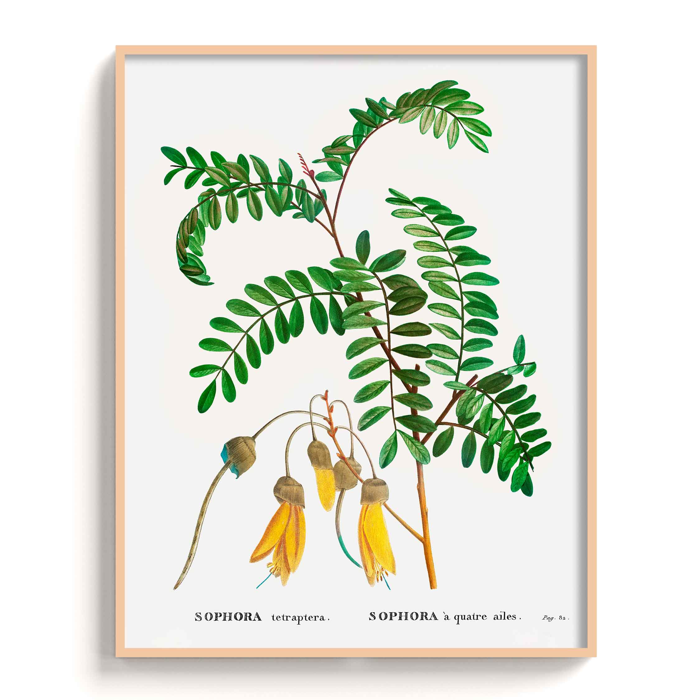 Botanicals