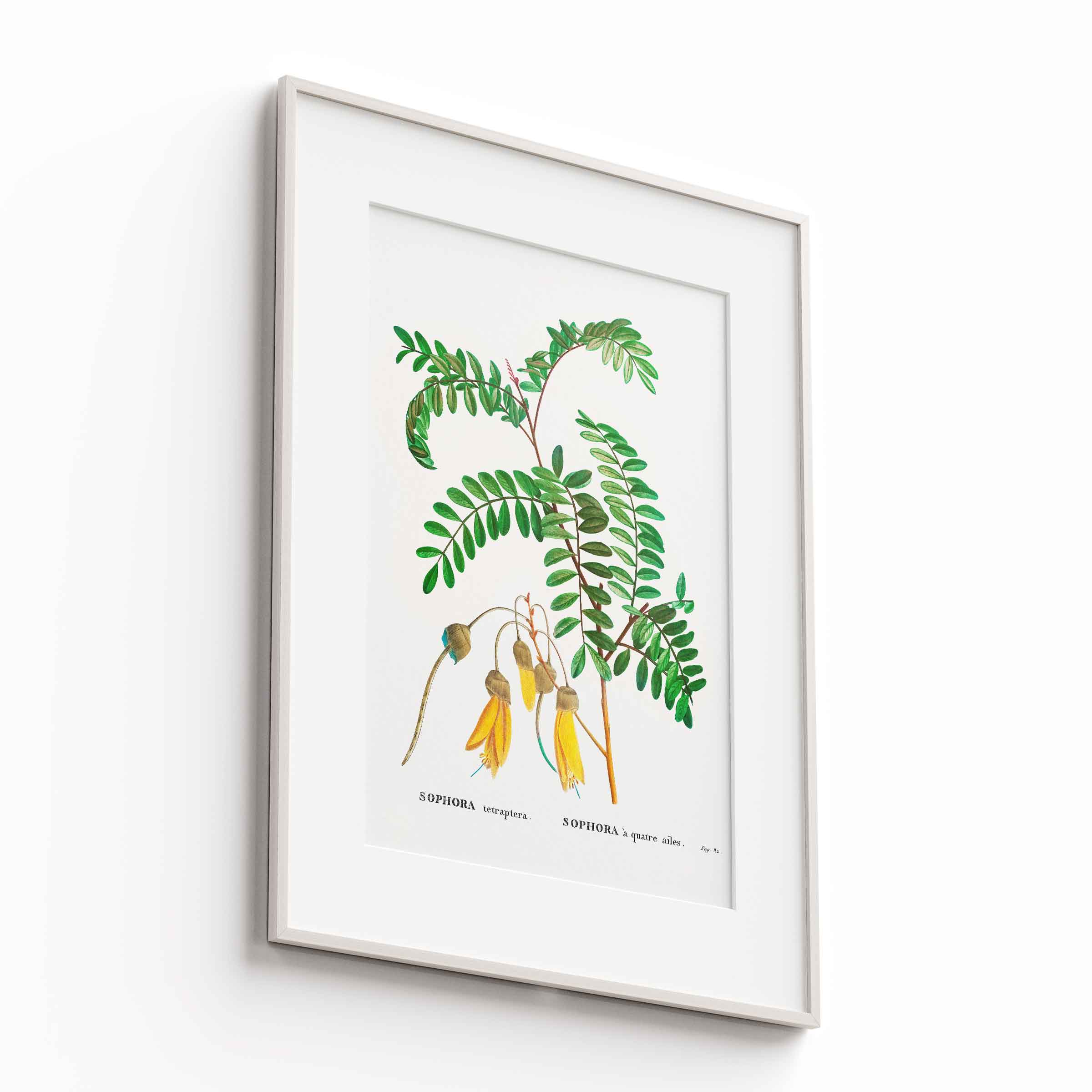 Botanicals
